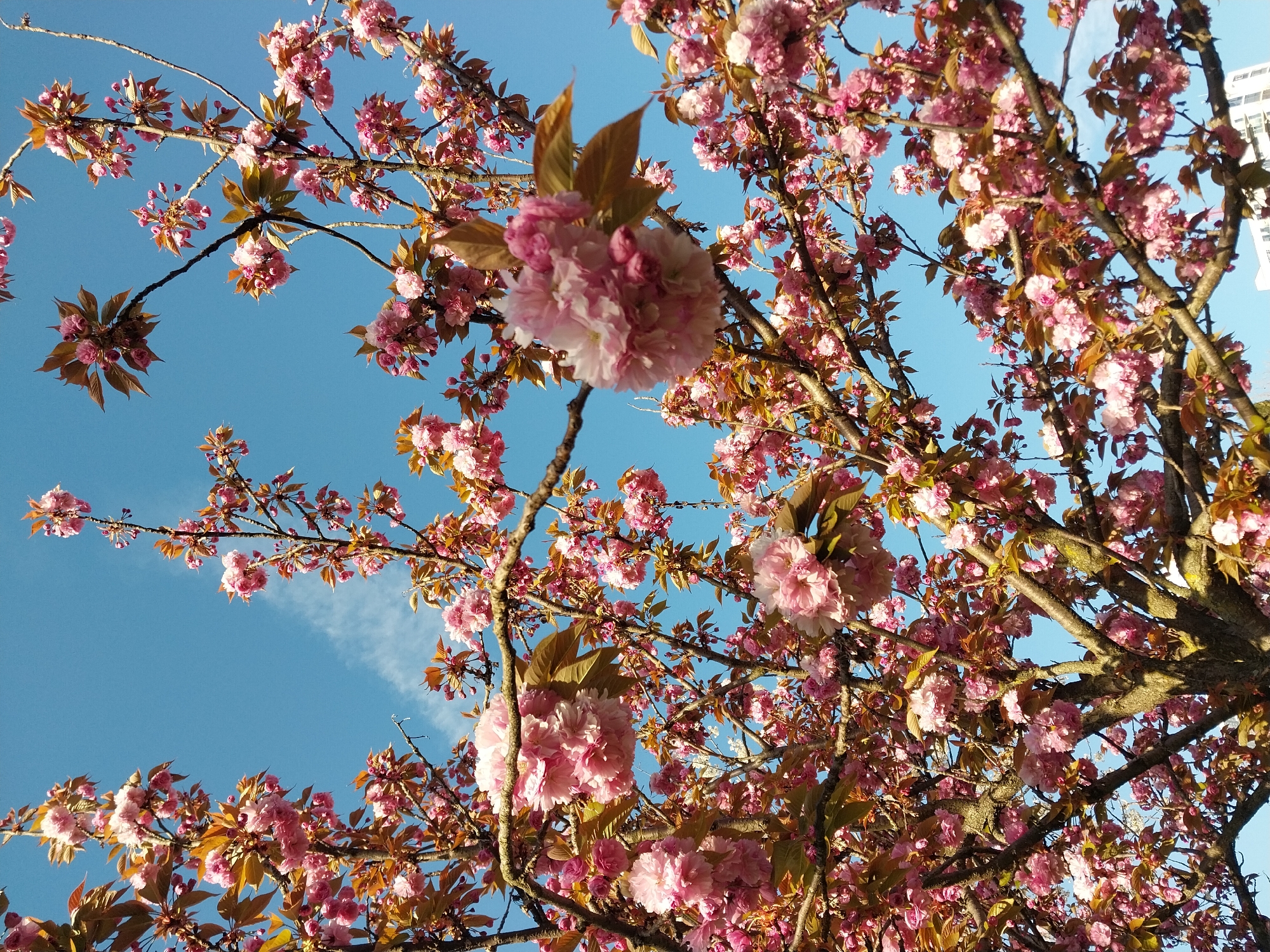 The media file displays a vibrant image of a cherry or ornamental plum tree in full bloom, viewed from below, looking up towards the sky. The primary subjects are the numerous clusters of pink blossoms, ranging from delicate light pink to more vivid fuchsia, densely covering the branches. Many blossoms are still tightly budded, while others are fully open, showcasing their ruffled petals.
The tree's branches, dark brown and gnarled in places, crisscross the frame, creating a natural canopy. Interspersed among the pink flowers are newly emerging leaves, which are a distinctive brownish-bronze color, adding a warm, earthy tone to the vibrant pinks.
The background is a clear, bright blue sky with a few faint, wispy white clouds trailing across, particularly in the middle left and upper right sections. The lighting suggests a bright daytime, likely morning or afternoon, with ample sunshine illuminating the blossoms and leaves.
In the upper right corner, partially obscured by the tree branches, a sliver of a tall, light-colored building is visible, suggesting an urban or developed setting. Given the context of Sochi, Russia, the scene depicts a common springtime sight in a city known for its subtropical climate and ornamental flora. There is no visible text in the image. The overall impression is one of natural beauty and the arrival of spring.