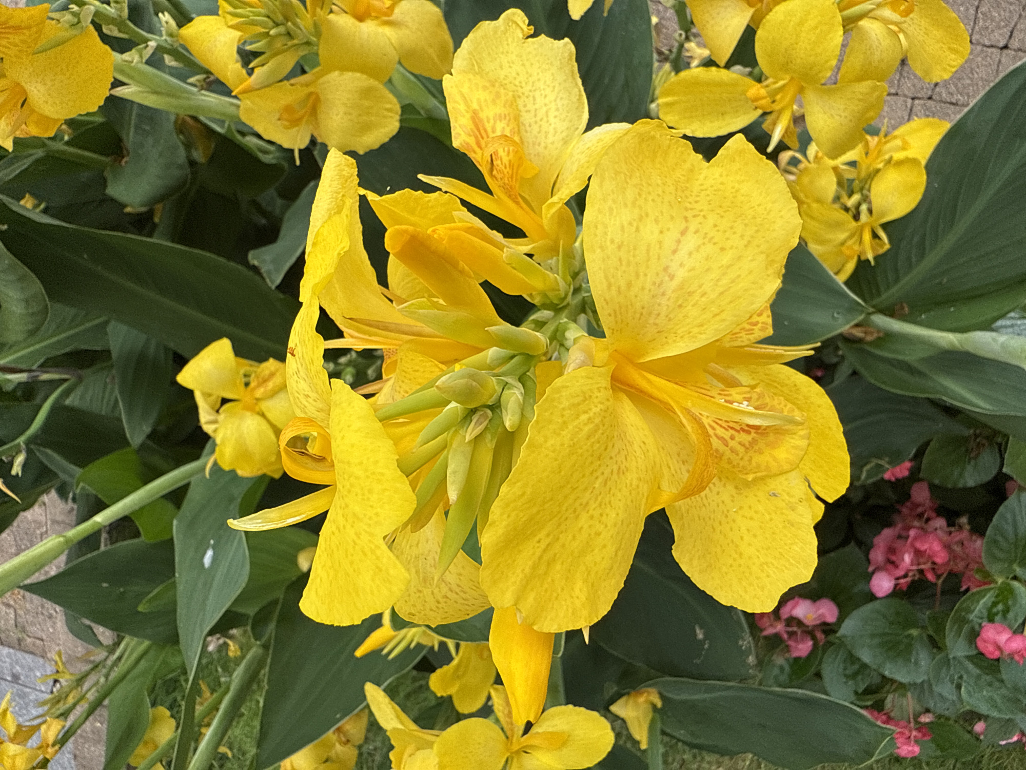 A close-up, overhead shot captures a cluster of vibrant yellow Canna lilies in full bloom, interspersed with their large, dark green leaves. Smaller clusters of delicate pink flowers are visible at the bottom of the frame, nestled amongst the foliage. The background features a blurred view of a stone walkway, suggesting an outdoor setting. The image appears to be a photograph taken in a garden, possibly in Sochi, Russia, given the prompt's contextualization. No people are present in the scene. The lighting is natural, highlighting the bright colors of the flowers and the lushness of the greenery.