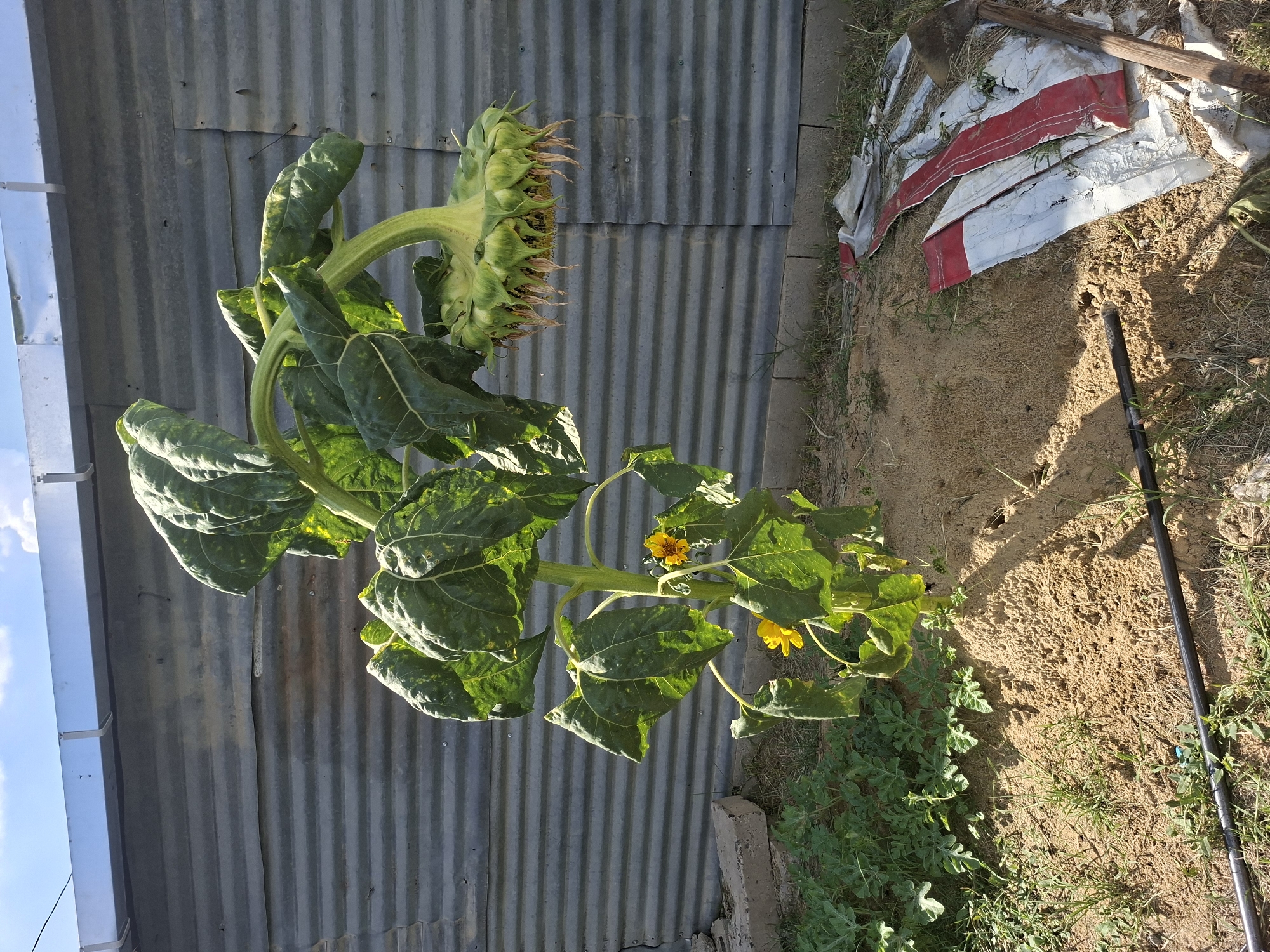 A tall sunflower droops its heavy, developing seed head, fronting a corrugated metal wall under a blue sky with white clouds. Two small yellow blossoms are visible lower on the stalk. The ground is sandy, with scattered green plants, a black irrigation tube, and a broken concrete block. To the right, a worn shovel lies next to a torn, red-and-white striped tarp. The scene appears to be in a backyard or garden area.