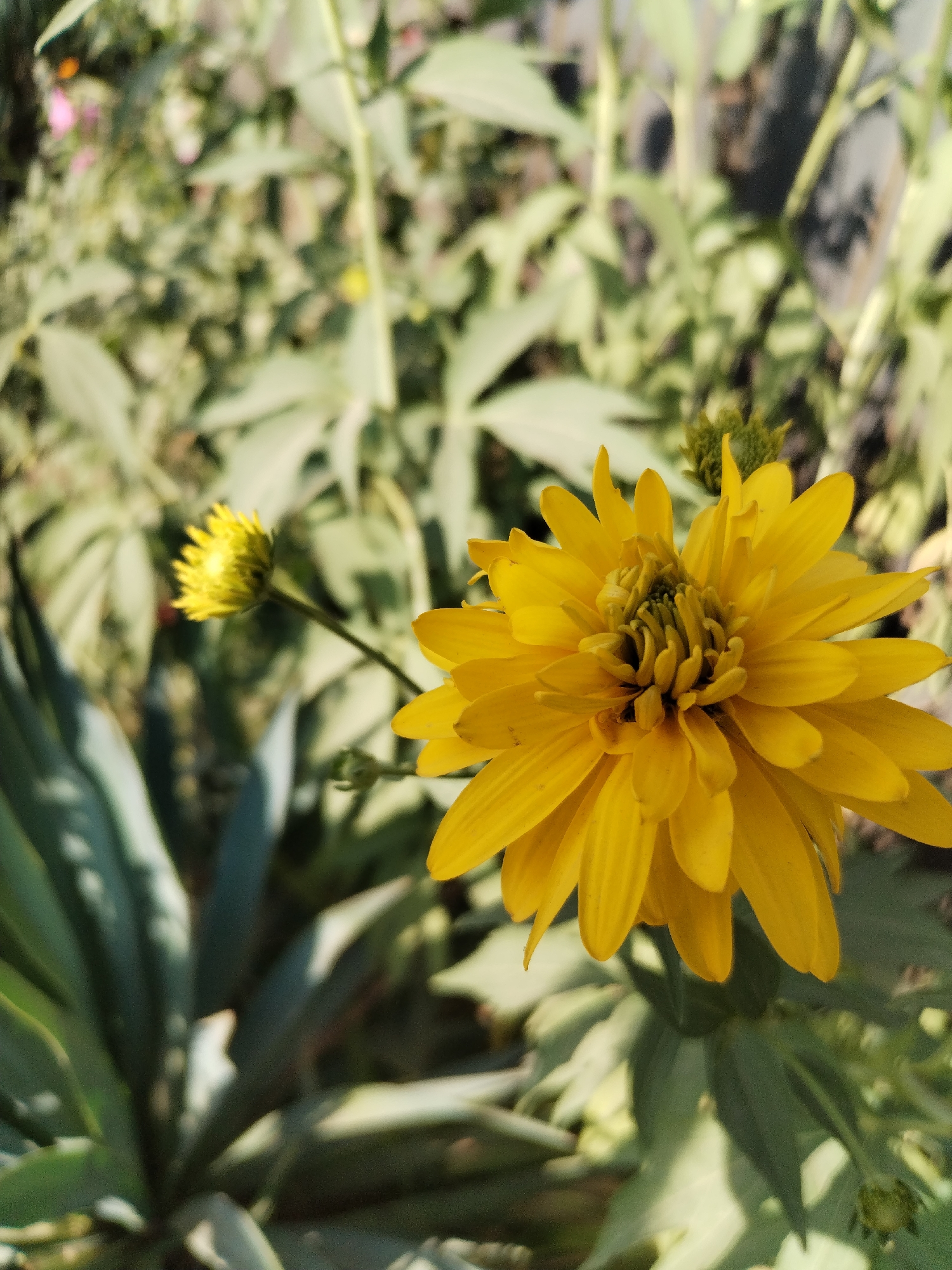 The image shows a close-up of a bright yellow, multi-petaled flower in full bloom. The flower has a dense, slightly ruffled center with multiple layers of petals radiating outwards. To the left of the main flower, a smaller, unopened yellow bud is visible on a thin stem. The background is blurred and consists of green foliage, with some lighter, possibly dried leaves or stalks interspersed. The lighting suggests it is daytime, with sunlight illuminating the flower. The scene appears to be an outdoor garden setting. The location is identified as Moara Domnească, Romania.