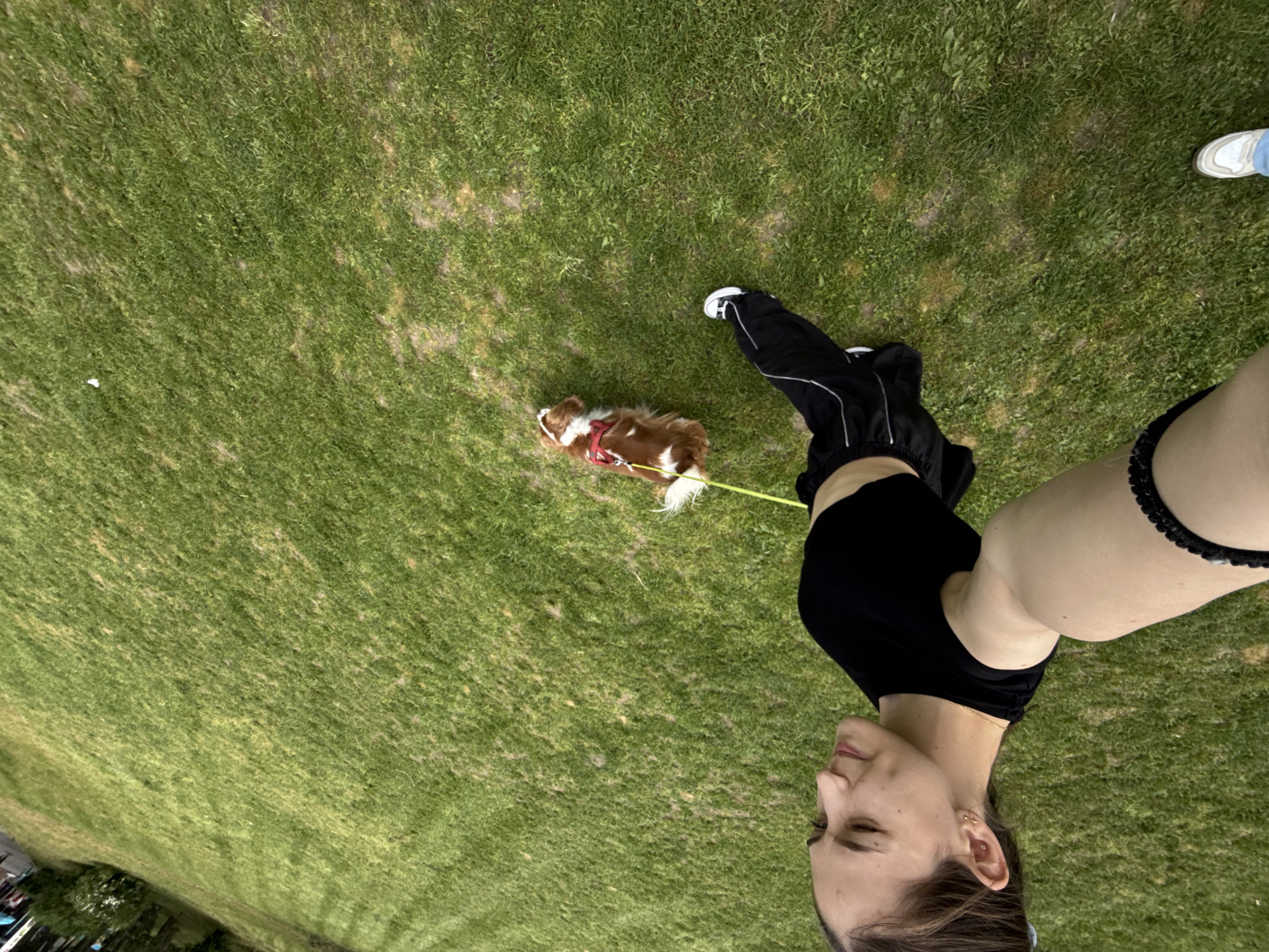 The image, originally rotated 90 degrees counter-clockwise, depicts an outdoor scene from a first-person perspective, looking downwards. The primary subject is a young woman, visible from the neck up on the right side of the frame, looking down towards a small dog. She has dark hair, partially pulled back, and wears a black top. Her left arm, holding the camera, is partially visible.
In the center of the frame, a small, brown and white dog with fluffy fur is visible, wearing a red harness and attached to a yellow-green leash. The leash extends towards the woman's hand, although her hand is not fully visible. The dog is looking forward, seemingly walking. To the left and slightly behind the dog, the lower legs and feet of another person are visible, wearing black athletic pants with white stripes and white sneakers. Another pair of feet, wearing light blue jeans and light-colored sneakers, can be seen in the upper right corner, belonging to a third individual or perhaps the same person further back.
The setting is a large, open grassy area, likely a park or field, with varying shades of green grass indicating natural terrain. In the bottom left corner, some distant trees and what appear to be parked cars are faintly visible, suggesting the edge of an urban or suburban area.
The activity captured is a casual walk with a dog. The bright, even lighting suggests it is daytime, possibly a sunny or bright overcast day. The overall atmosphere is relaxed and informal. No visible text is present in the image. The location context is Sofia, Bulgaria.