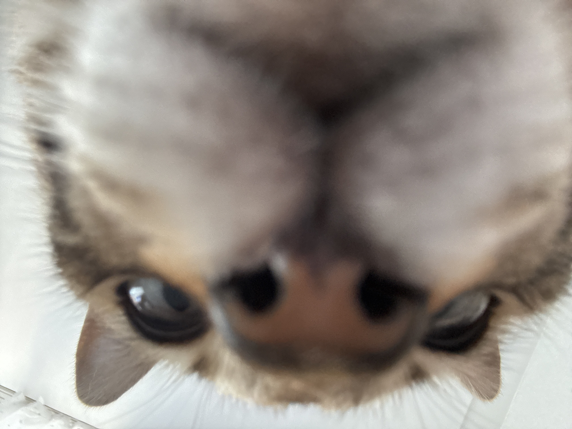 This is a close-up, low-angle, fisheye lens photograph of a cat's face looking directly at the camera. The cat's nose and eyes are the most in-focus elements, with the rest of its face and fur gradually blurring out of focus. The cat has a pinkish-brown nose with visible nostrils and dark, reflective eyes. Its fur is a mix of light brown and gray stripes. The background is a blurry white surface, suggesting the cat is indoors. The image is taken from a perspective below the cat, as if looking up at it. The location in the city of Noviy, Russia, is not discernible from the image itself.