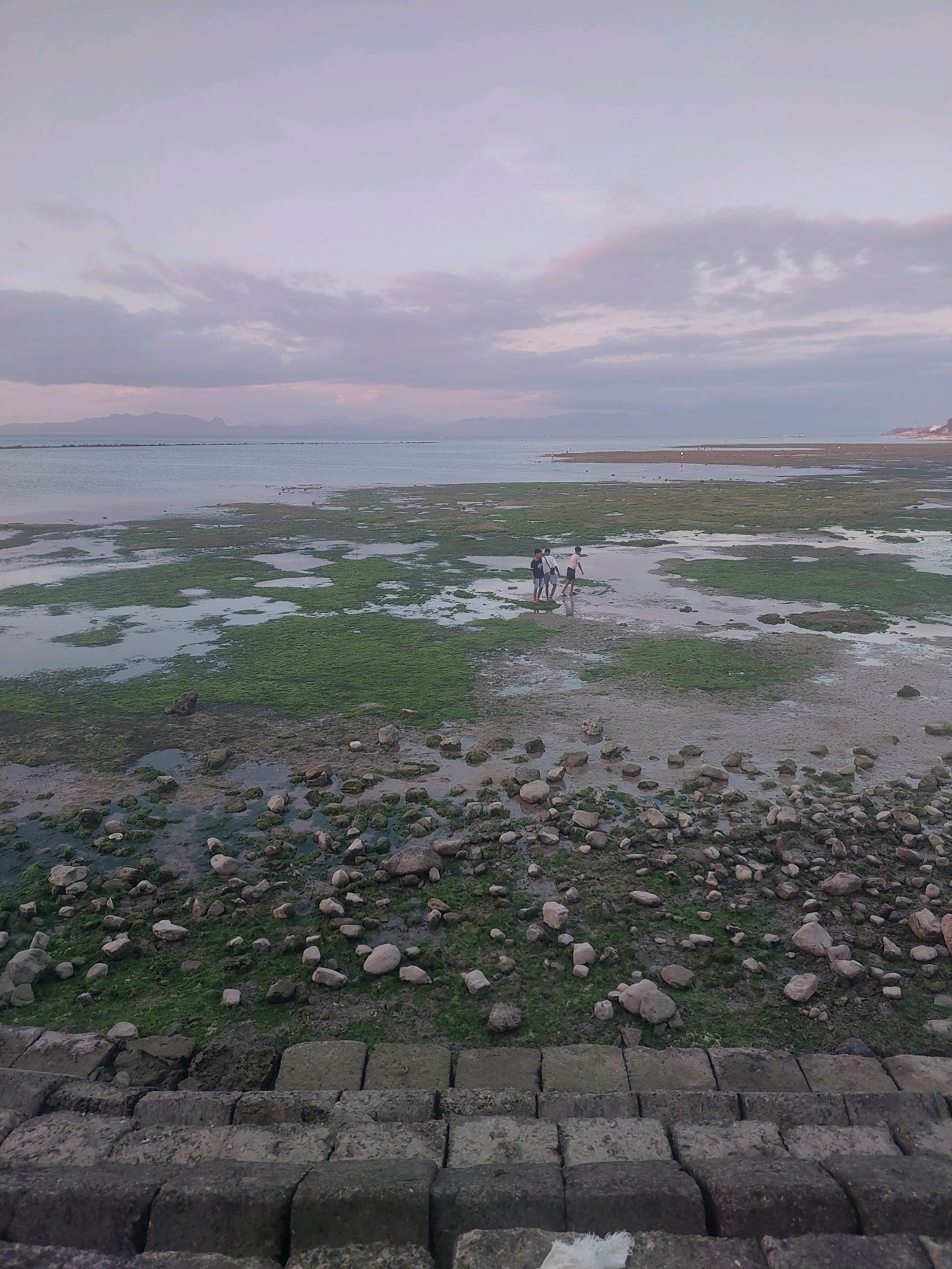The image depicts a low-tide scene at a coastal area in Kupang, Indonesia. In the foreground, there are large, weathered concrete blocks forming a step-like structure leading down towards the water's edge. The immediate shoreline is covered with a mix of wet sand, scattered rocks of various sizes, and patches of green seaweed.
Beyond the rocky shore, the water recedes to reveal an expansive mudflat characterized by pools of water and abundant green algae. Several individuals, appearing to be children, are visible wading in the shallow water in the middle ground. They are seen in small groups, engaged in activities that suggest exploration or play in the exposed seabed.
The background shows a vast expanse of calm water, with a distant shoreline marked by a faint mountain range or hilly landscape under a hazy sky. The sky itself is overcast with soft, diffused light, indicating either early morning or late afternoon. The overall impression is one of a serene, natural environment at low tide, with human presence limited to a few figures enjoying the exposed coastal landscape. The low tide condition is evident from the large area of exposed seabed and the presence of pools and seaweed.