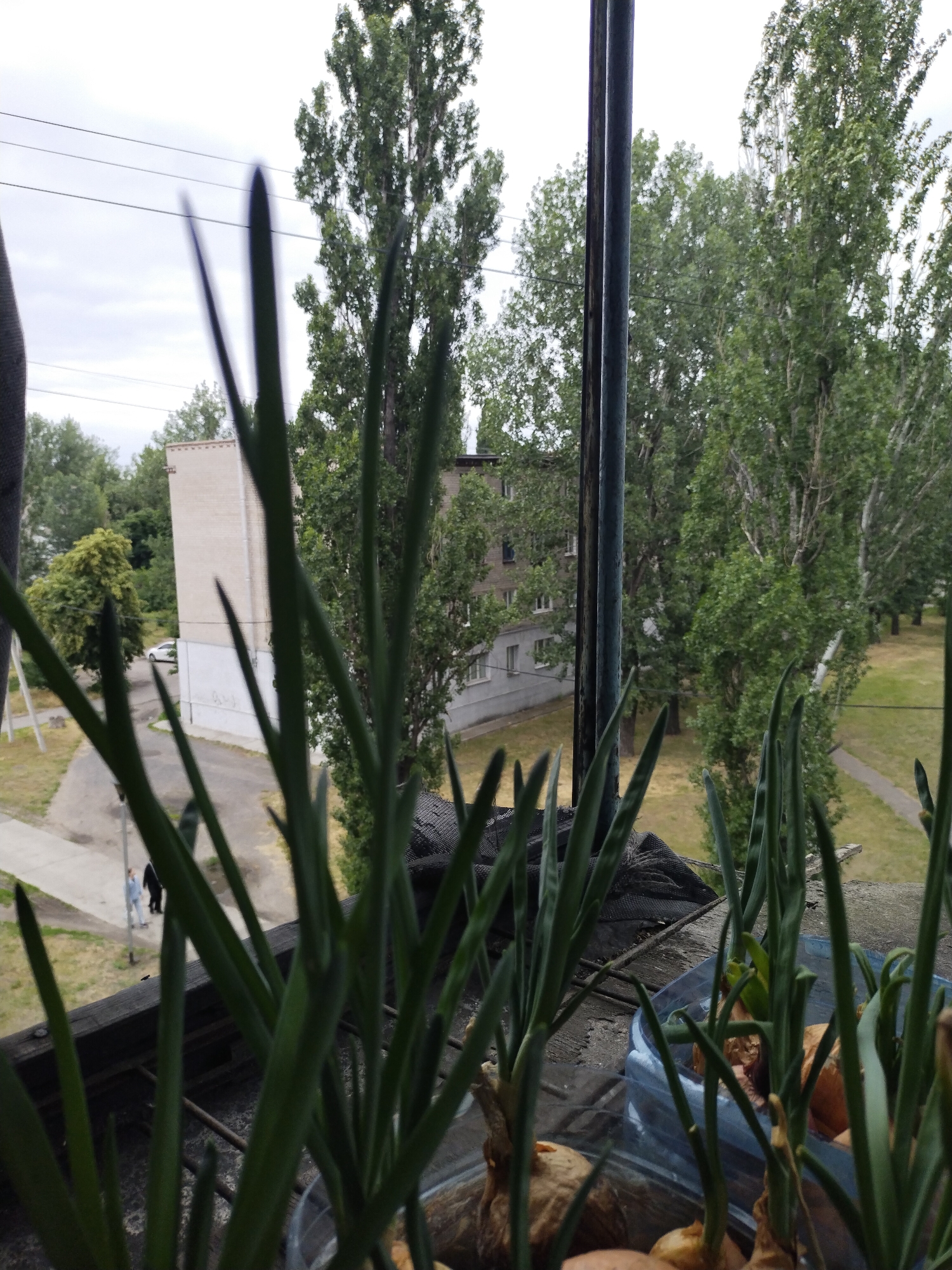 In Horishni Plavni, Ukraine, on a cloudy day, an outdoor scene unfolds, likely from a balcony or elevated vantage point. In the foreground, young green onions are sprouting from bulbs placed in clear plastic containers. The plants are out of focus, with their long, slender leaves dominating the lower portion of the image. Behind the plants, a weathered railing and a dark mesh material suggest a balcony or similar structure.
Beyond the immediate foreground, the environment transitions to an urban landscape. A light-colored, multi-story apartment building with visible windows is situated amidst a backdrop of lush green trees, their foliage dense and varied. A paved path is visible, with two figures, one in light blue clothing and another in dark clothing, walking along it. Further in the distance, a white car is parked near a road. The sky is overcast with a pale, diffused light. The image captures a quiet, everyday moment in an urban residential area.