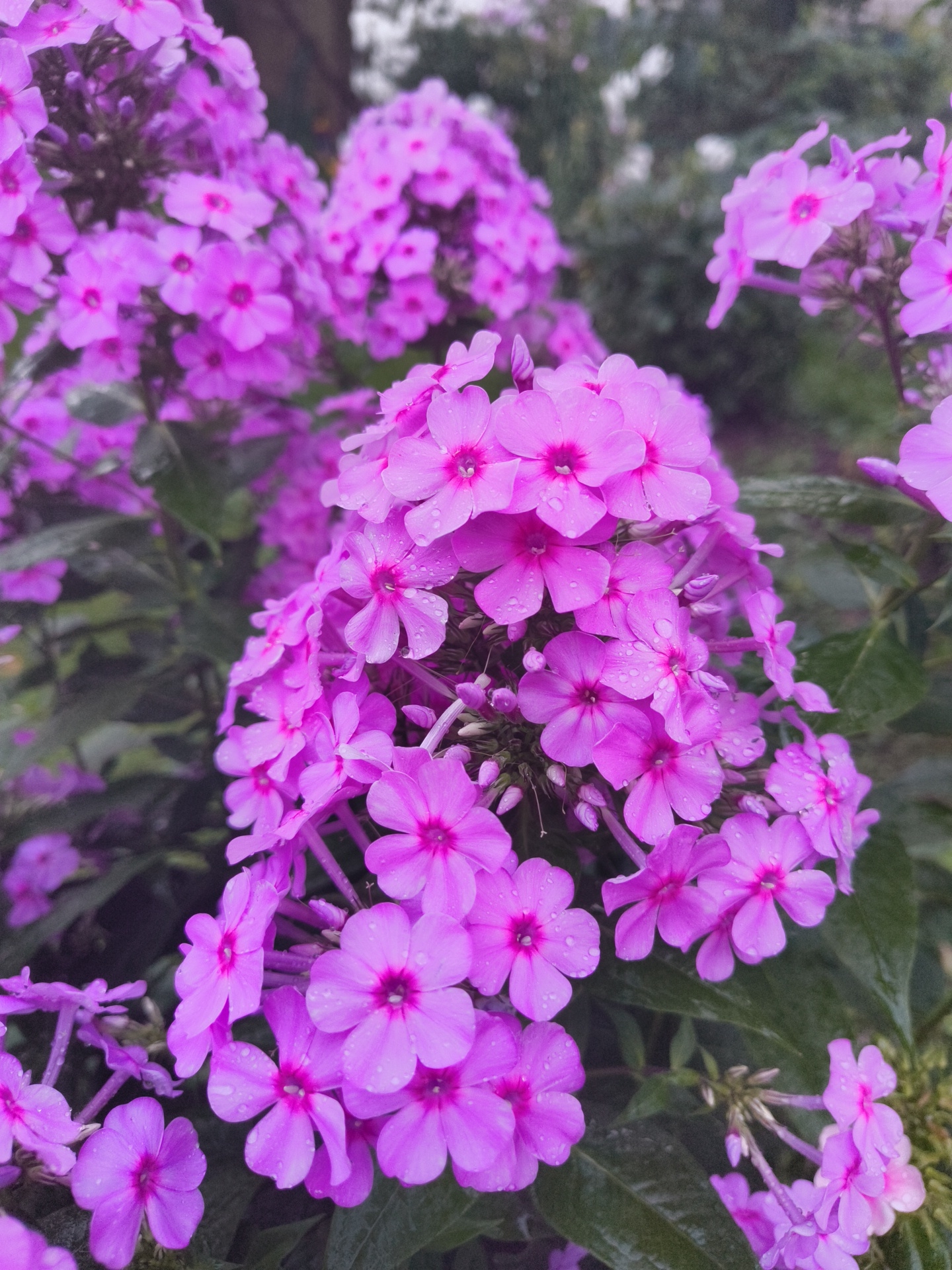 A close-up, vertical shot captures a cluster of vibrant purple phlox flowers after a rainfall, with water droplets still visible on their petals. The flowers are in full bloom, with multiple delicate petals forming star-like shapes, centered by a darker purple or fuchsia hue. The background is a blur of dark green foliage and hints of lighter green leaves, suggesting a garden setting. The lighting is soft and diffused, indicative of an overcast day or shade. There are no people or animals present, and the scene is static. The image appears to be taken in a garden environment, possibly in Востец Снт, Russia, given the context.