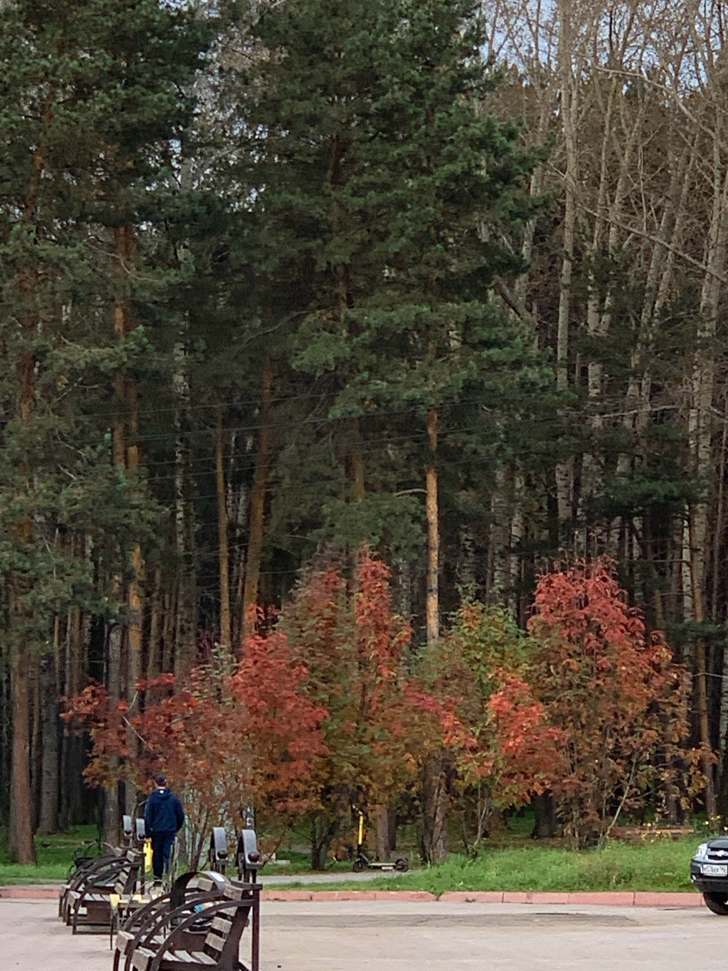 The image depicts an outdoor scene in Prokopyevsk, Russia, featuring a dense forest of pine and birch trees. In the foreground, several empty park benches are arranged in a row. A person wearing a dark blue hooded jacket and dark pants is walking away from the camera towards the trees. The person is positioned in front of some bushes that are displaying vibrant autumn colors of red and orange. In the background, there are two electric scooters parked on a grassy area. To the far right, the rear of a dark-colored car is visible. The overall atmosphere suggests an autumn day in a park or recreational area adjacent to a forest.
