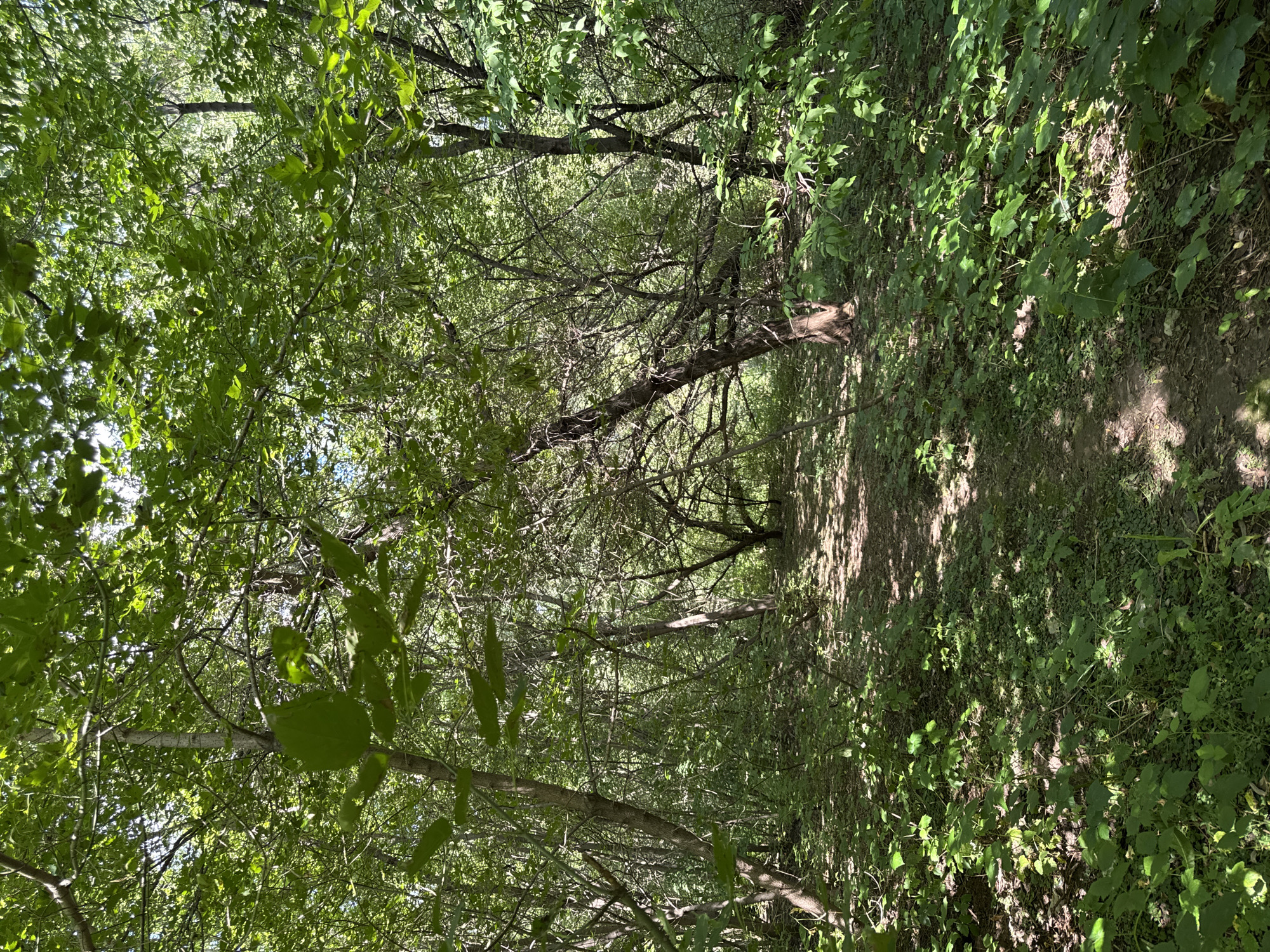 The image depicts a sun-dappled forest path in Ufa, Russia, characterized by dense deciduous trees with vibrant green foliage. The path, partially illuminated by sunlight filtering through the canopy, winds into the distance, flanked by lush undergrowth. The scene is devoid of any human presence or activity, presenting a tranquil natural environment. The trees, appearing to be a mix of young and mature specimens, create a somewhat wild and untamed atmosphere. The ground is covered with a thick carpet of leaves and smaller plants, indicating a healthy ecosystem. The overall impression is one of a secluded and verdant woodland trail within the city of Ufa.