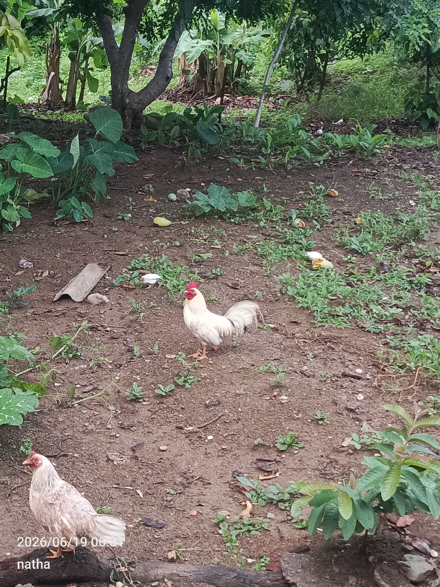 The image depicts an outdoor scene in El Chaparral, Venezuela, characterized by a dirt ground with scattered vegetation and a cluster of trees in the background. Two chickens are visible: a white rooster with red comb and wattles stands prominently in the mid-ground, and a lighter-colored hen is positioned in the lower-left foreground. The hen is resting on a dark, textured surface, possibly a log or a rock, with a timestamp "2026/06/19 06:31" and the name "natha" superimposed on the bottom left. The environment suggests a rural or semi-rural setting with natural foliage, including large-leafed plants and trees.