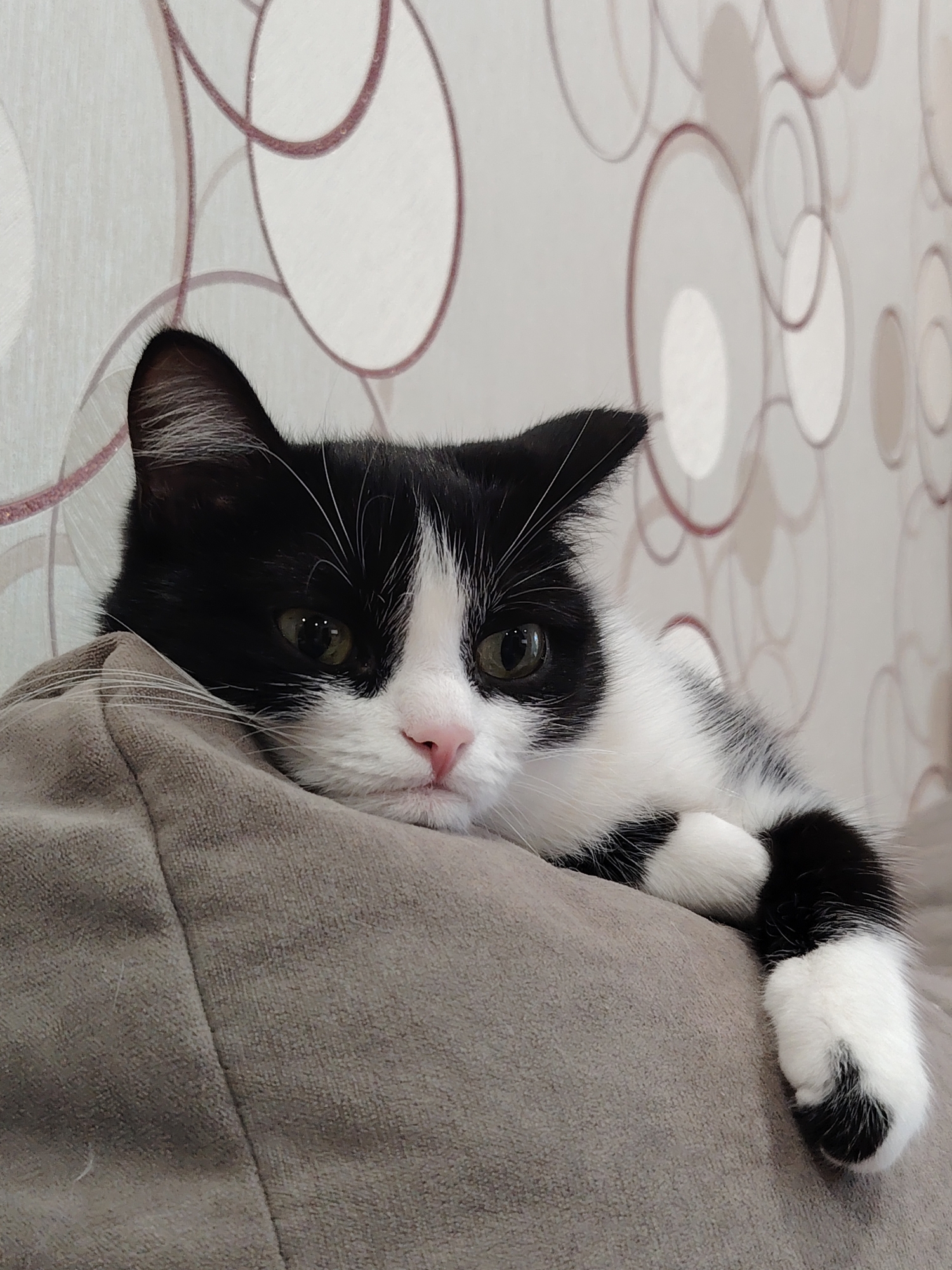 A black and white cat rests its head on a grey pillow. The cat's left paw is visible, hanging off the pillow. The background is a wall with a pattern of overlapping circles in various shades of grey and maroon. The location is unknown.