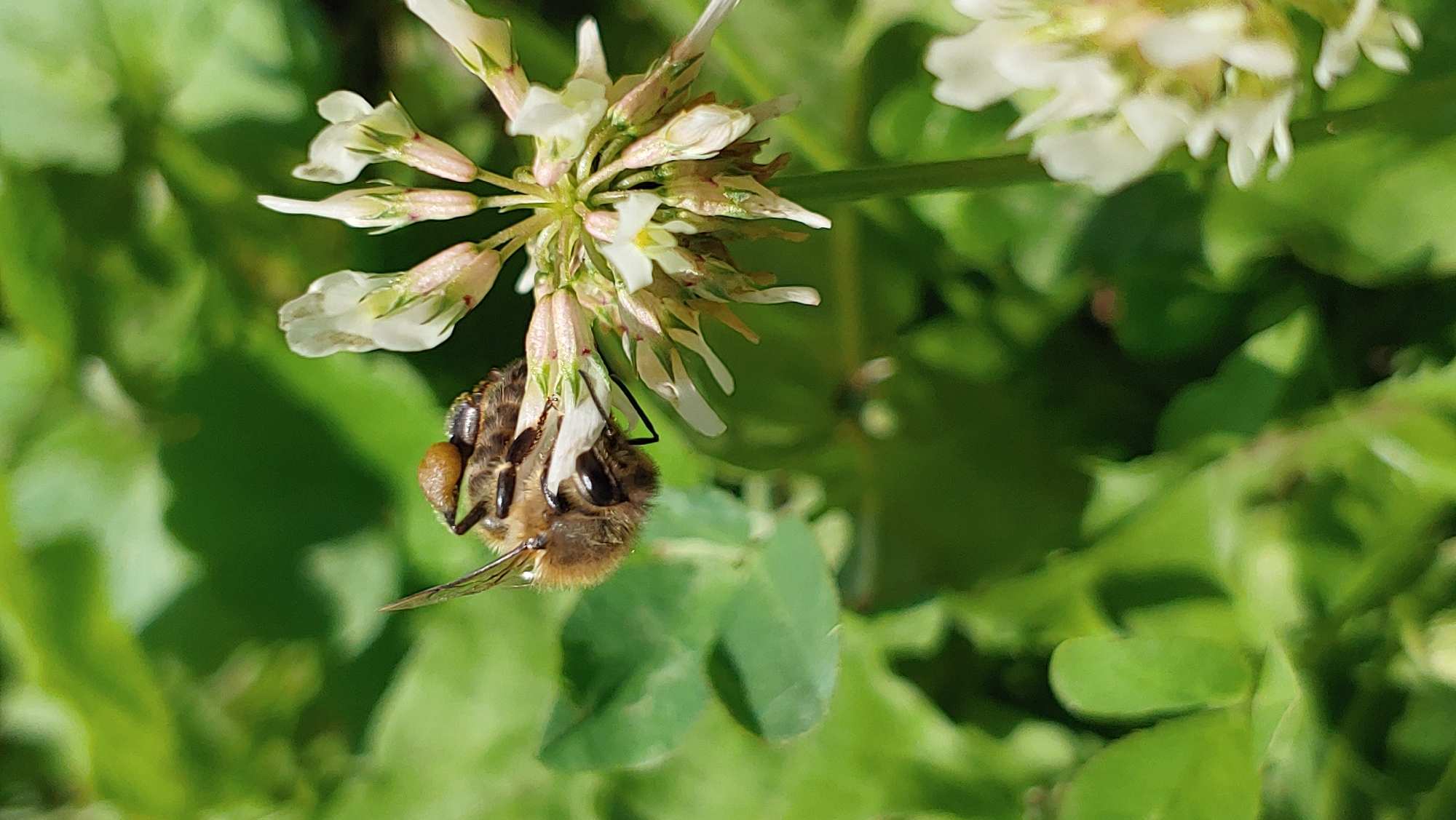 A close-up, vertical, eye-level shot captures a bee with a small, brown, egg-like parasite on its back, perched on a white clover flower. The bee's fuzzy, segmented body is brown and yellow, with visible antennae and legs. It appears to be actively engaged with the flower. The background is a blur of vibrant green foliage, suggesting an outdoor, natural setting. The lighting is bright, indicating a sunny day, with shadows subtly present on the leaves and flower. The focus is sharp on the bee and the clover, while the surrounding environment is softened. The image quality is high, with clear detail on the subject. There is no indication of human presence or activity within the frame, nor any specific landmarks that would identify its location within Mukachevo, Ukraine.