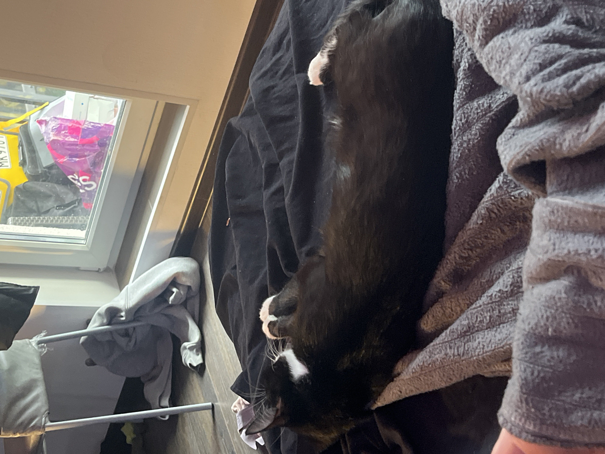 A black and white cat is lying on a pile of black and gray clothing. The clothing is on a drying rack. A window is in the background. There is no evidence to suggest this image was taken in Saint Petersburg, Russia.