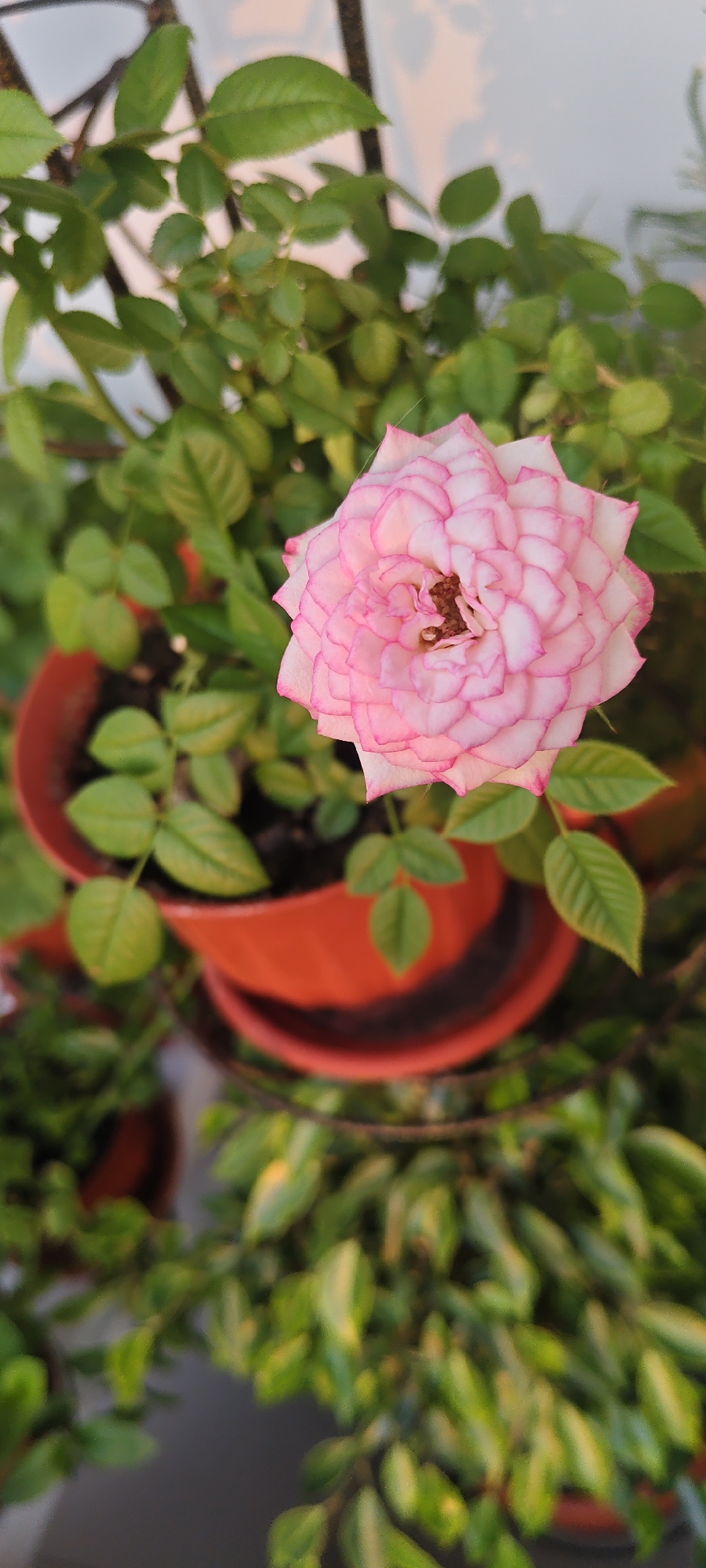 In Mezhdurechensk, Russia, a close-up, eye-level, vertical shot captures a single pink and white rose in a terracotta pot. The rose, with its tightly layered petals, is the focal point, positioned slightly to the right of the center. The background is softly blurred, showing lush green foliage, other terracotta pots, and hints of a light-colored wall with shadow patterns. A black metal structure is also visible, supporting the plants. The lighting suggests it is daytime, possibly late afternoon, with soft shadows indicating an outdoor setting. There are no people or animals present.