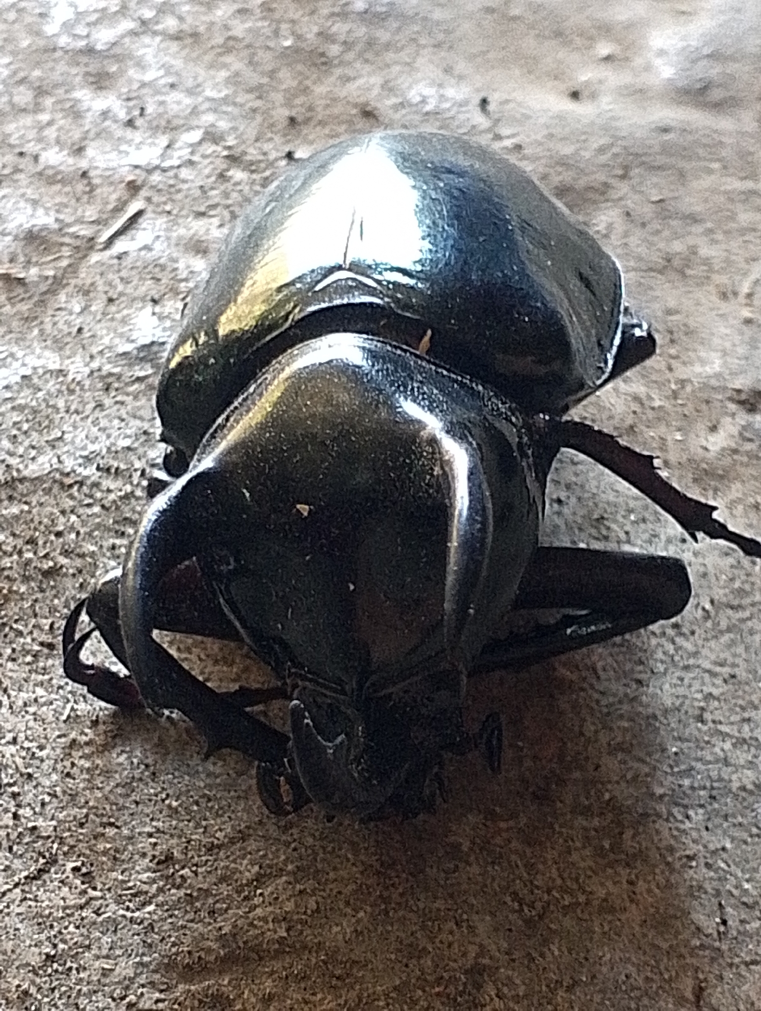 A black beetle is lying on its back on a grey, textured surface, possibly concrete. The beetle's shiny exoskeleton reflects light. Its legs are splayed outwards, and its head and antennae are visible. The image is a close-up shot, focusing entirely on the beetle and its immediate surroundings. The lighting appears to be natural, casting subtle shadows. No other subjects or objects are present in the frame. The scene is devoid of human presence or activity. There is no indication of the specific location in Tomohon, Indonesia.