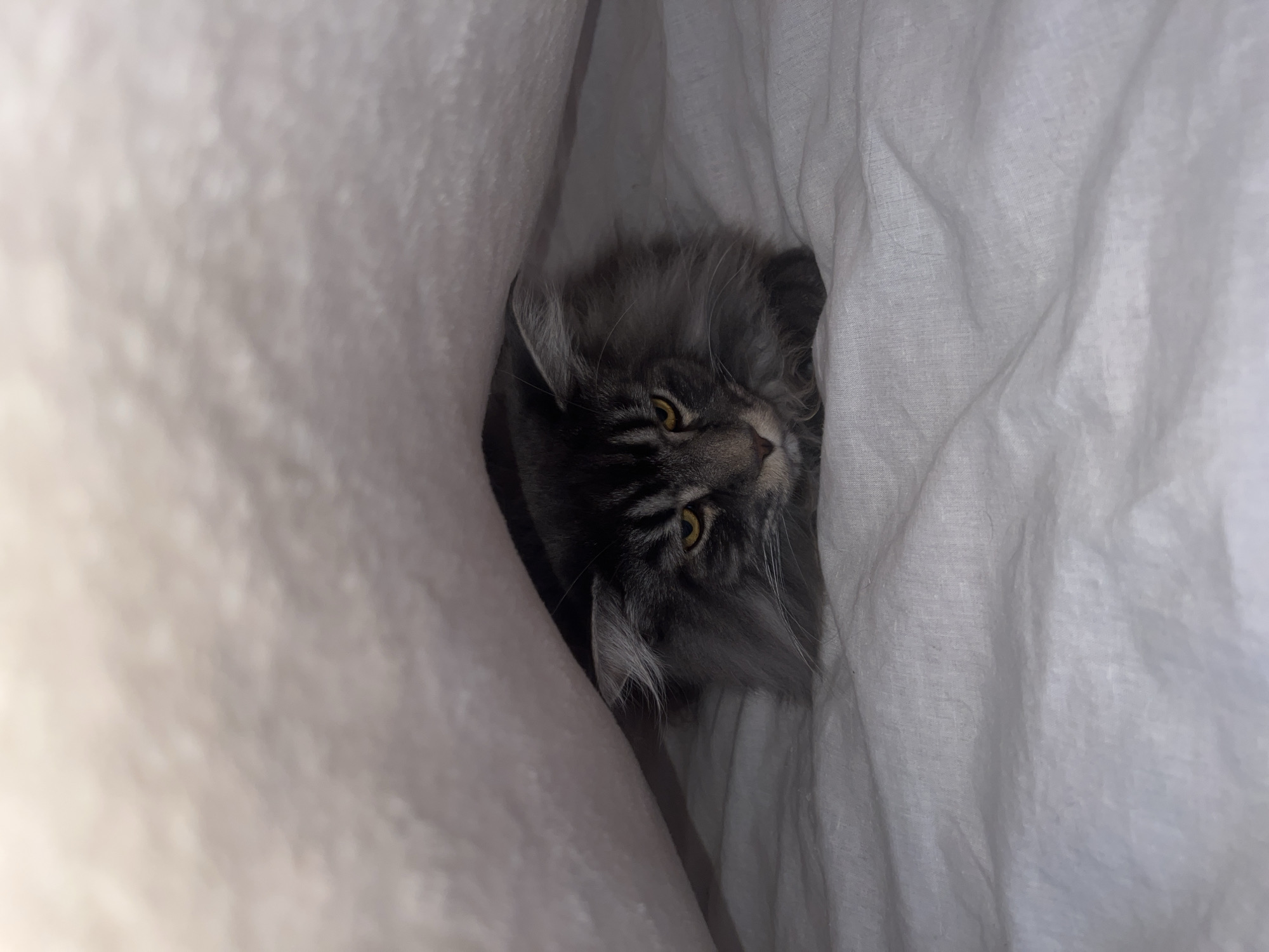 A gray, long-haired cat is lying under a white blanket on a white bed. The cat's head is visible, with its eyes open and yellow. The cat's fur is fluffy and its ears are pointed. The blanket is covering most of the cat's body, creating a sense of coziness and privacy. The scene appears to be indoors, in a bedroom. The image does not provide any information about the location in the city of Ternopil, Ukraine.