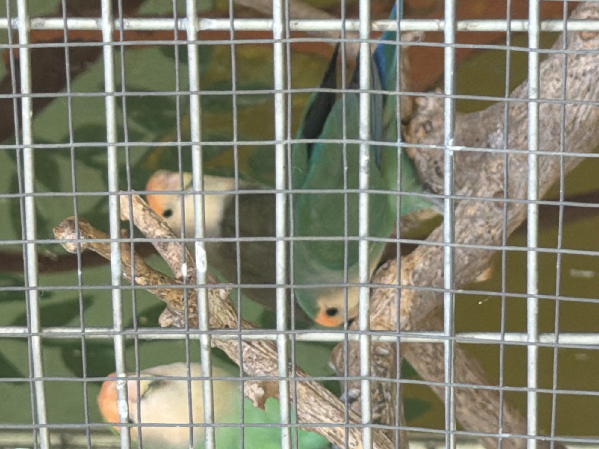 The image shows three small parrots with green bodies and orange faces behind a metal cage. The parrots are perched on branches. The background is blurred green and brown. This scene is likely within an aviary or zoo. The provided information indicates this scene is located in Kiskunmajsa, Hungary.