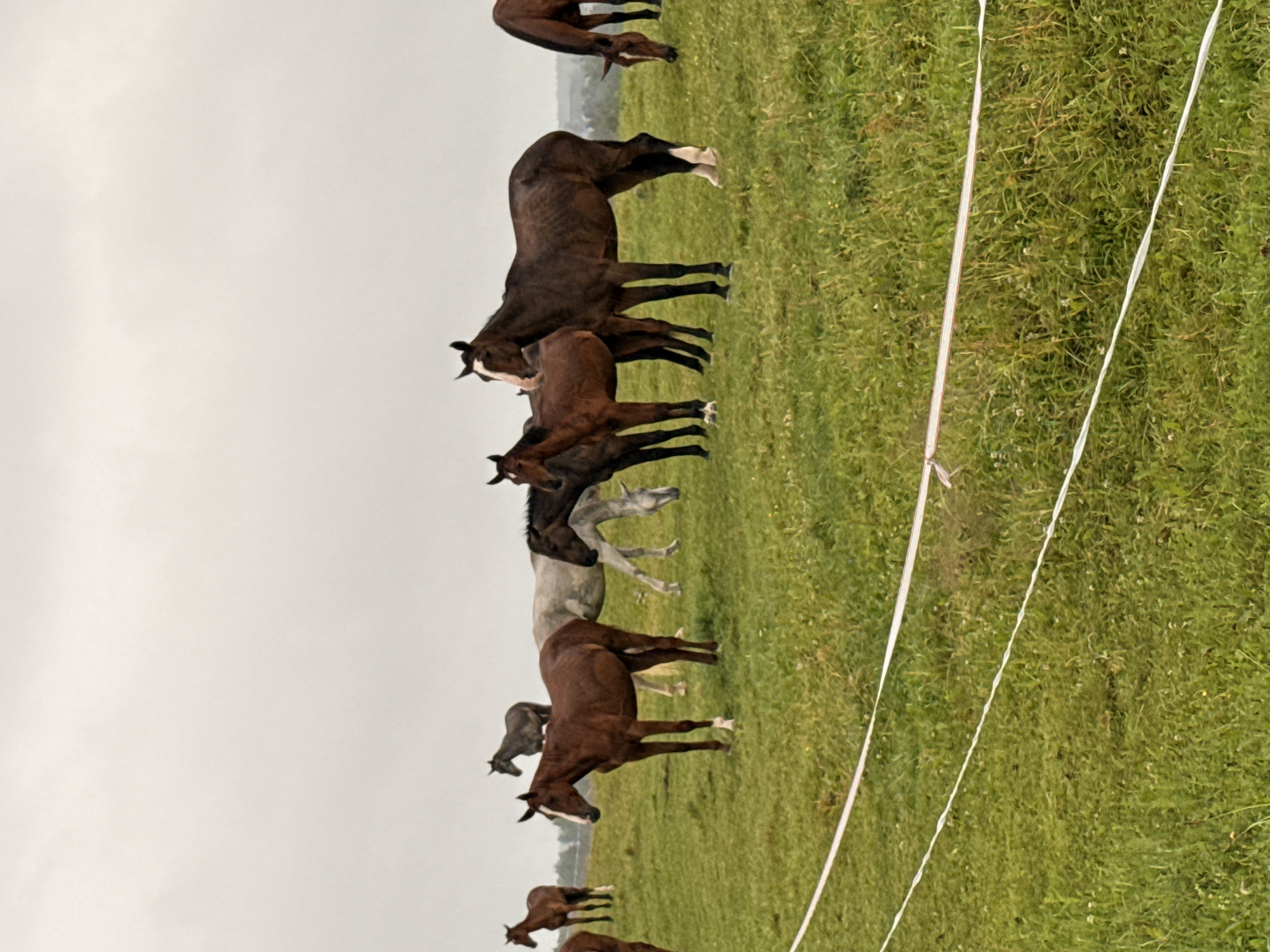 In the city of Galinė, Lithuania, a herd of horses grazes on a lush green pasture under an overcast sky. The horses are scattered across the grassy field, with some standing and others grazing. In the foreground, two white electric fence wires run horizontally across the frame. The horses are of various colors, including brown, dark brown, and light gray. One brown horse in the middle of the frame stands prominently, facing left, with a white marking on its face. Another dark brown horse to its right is also facing left. In the background, more horses are visible, some appearing darker and others lighter in shade. The overall environment suggests a rural or semi-rural setting, possibly a farm or ranch. The weather appears to be calm, with no visible wind or precipitation.