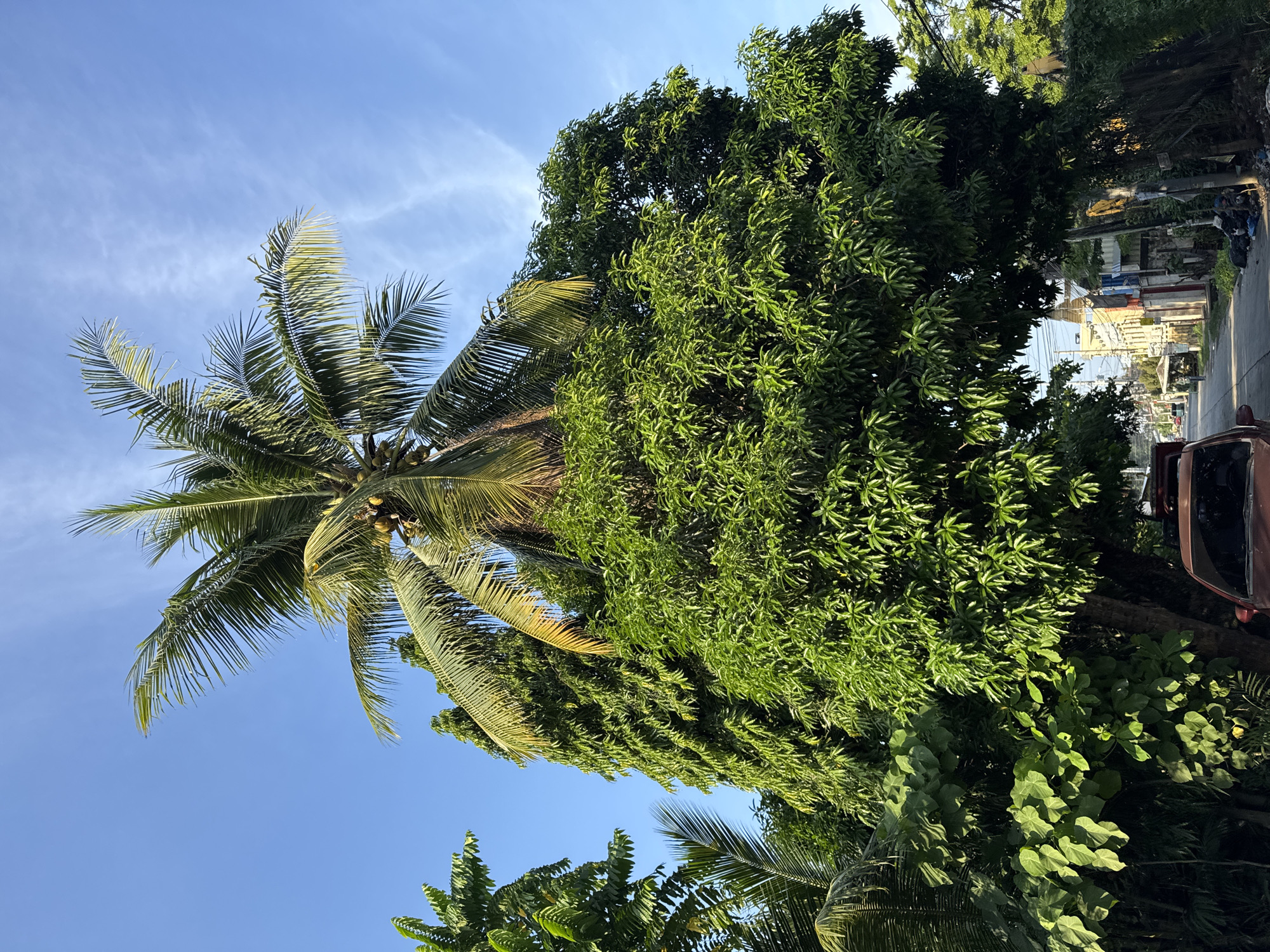 The image displays a vibrant outdoor scene dominated by lush tropical foliage against a clear blue sky. A tall coconut palm tree, bearing clusters of green coconuts, stands prominently on the left, its fronds extending across the frame. To its right, a large mango tree with a dense canopy of bright green leaves fills much of the center and right side of the image. Other green foliage, including broad-leafed plants, are visible at the bottom and right edges.
In the background, on the far right, a glimpse of an urban environment is visible. This includes a paved street or road, distant buildings or structures, and the partial view of a reddish-brown vehicle, possibly a utility vehicle or jeepney. Utility poles and wires are also discernible against the sky in this area.
The scene is set during bright daylight, likely mid-morning or early afternoon, characterized by the clear, azure sky with a few wispy clouds, and the strong sunlight illuminating the tree canopies and casting shadows. The overall impression is one of a sunny, tropical environment, consistent with Davao City, Philippines. No specific activity or event is depicted, and no visible text can be identified in the image.
