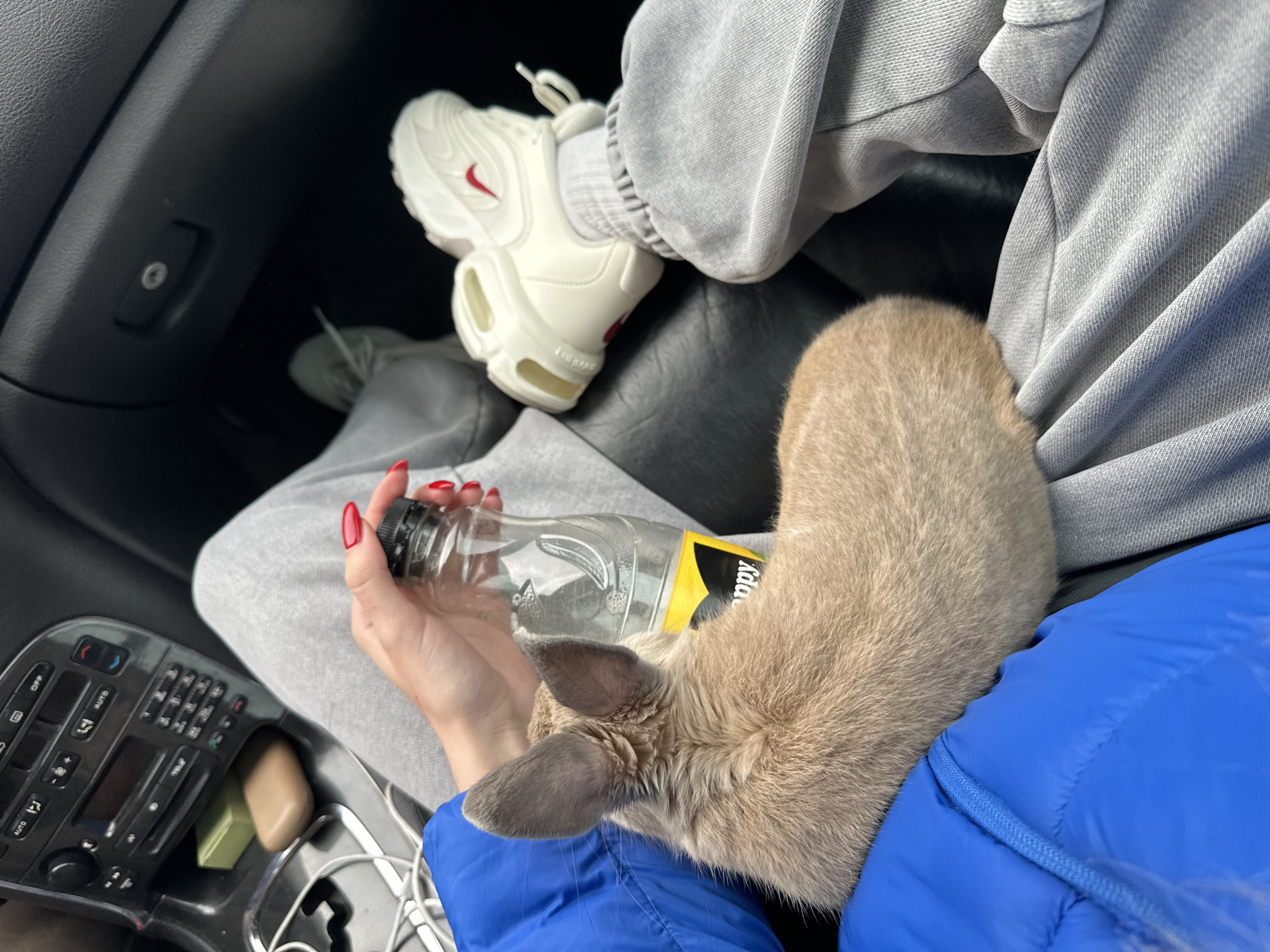 A person is sitting in the passenger seat of a car, holding a mostly empty water bottle. A light brown, furry animal, possibly a dog or cat, is curled up on their lap. The person is wearing gray sweatpants, a white sneaker with a red swoosh, and a blue jacket. The car's dashboard and center console are visible, including the radio and gear shift. The location is Unknown, Unknown.