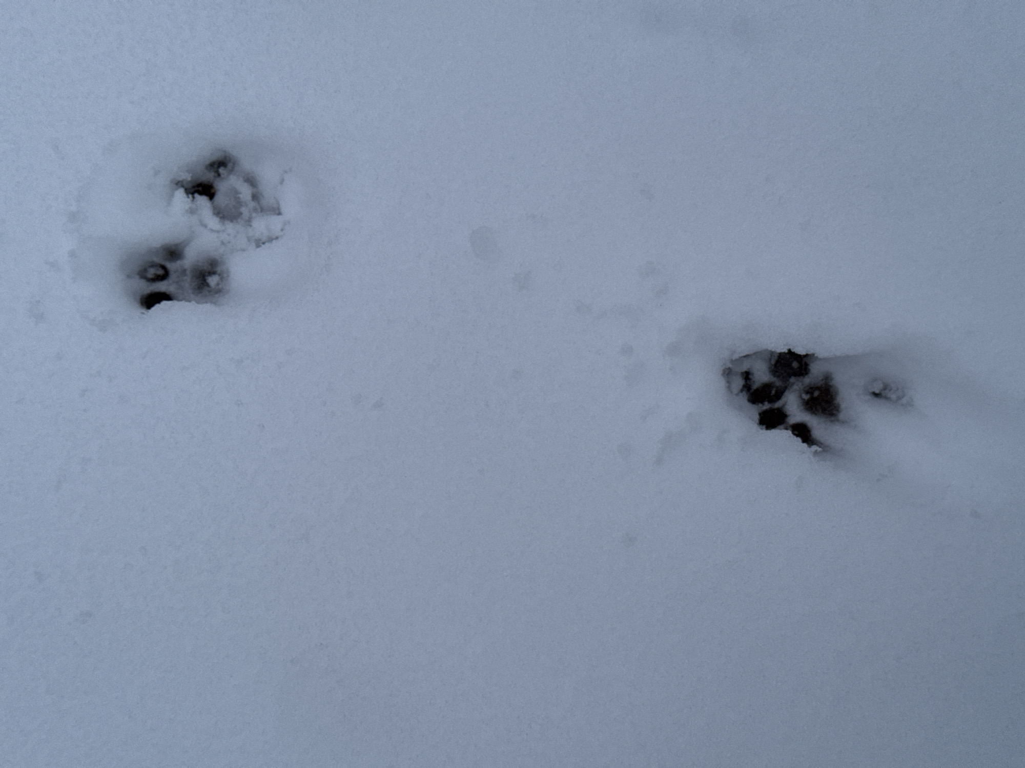The image shows two animal tracks in the snow. The location is not specified, and the city of Вассята, Russia, is not discernible in the image.