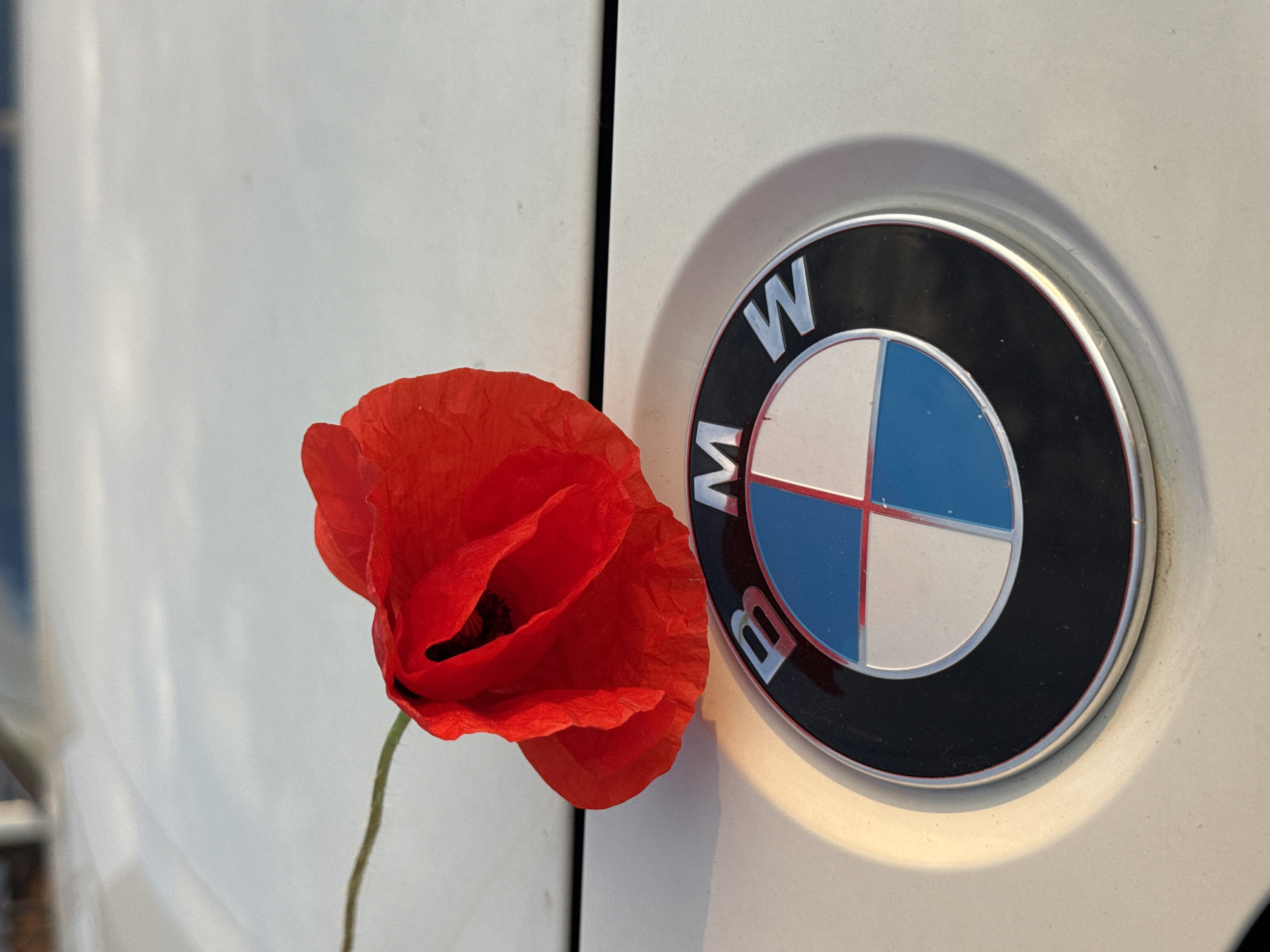 A close-up, eye-level shot shows a red poppy flower resting on the hood of a white BMW. The poppy is positioned to the left, with its stem extending diagonally upwards and to the left. The flower is vibrantly red with delicate petals, and its dark center is visible. Below the flower, the iconic circular BMW logo is centered in the frame. The logo features the letters "BMW" in silver on a black background, with the traditional blue and white Bavarian flag pattern in the center. The car's hood is white and appears to be slightly dusty. The lighting suggests it is outdoors, possibly during the golden hour, as a soft light casts a subtle shadow and highlights the texture of the car's surface. The background is a blurred representation of what could be the exterior of a building or other vehicles, but it is out of focus. No people or animals are visible in the frame. The overall scene evokes a sense of contrast between nature and automotive luxury. The location is the city of Mikhaylovsk, Russia.