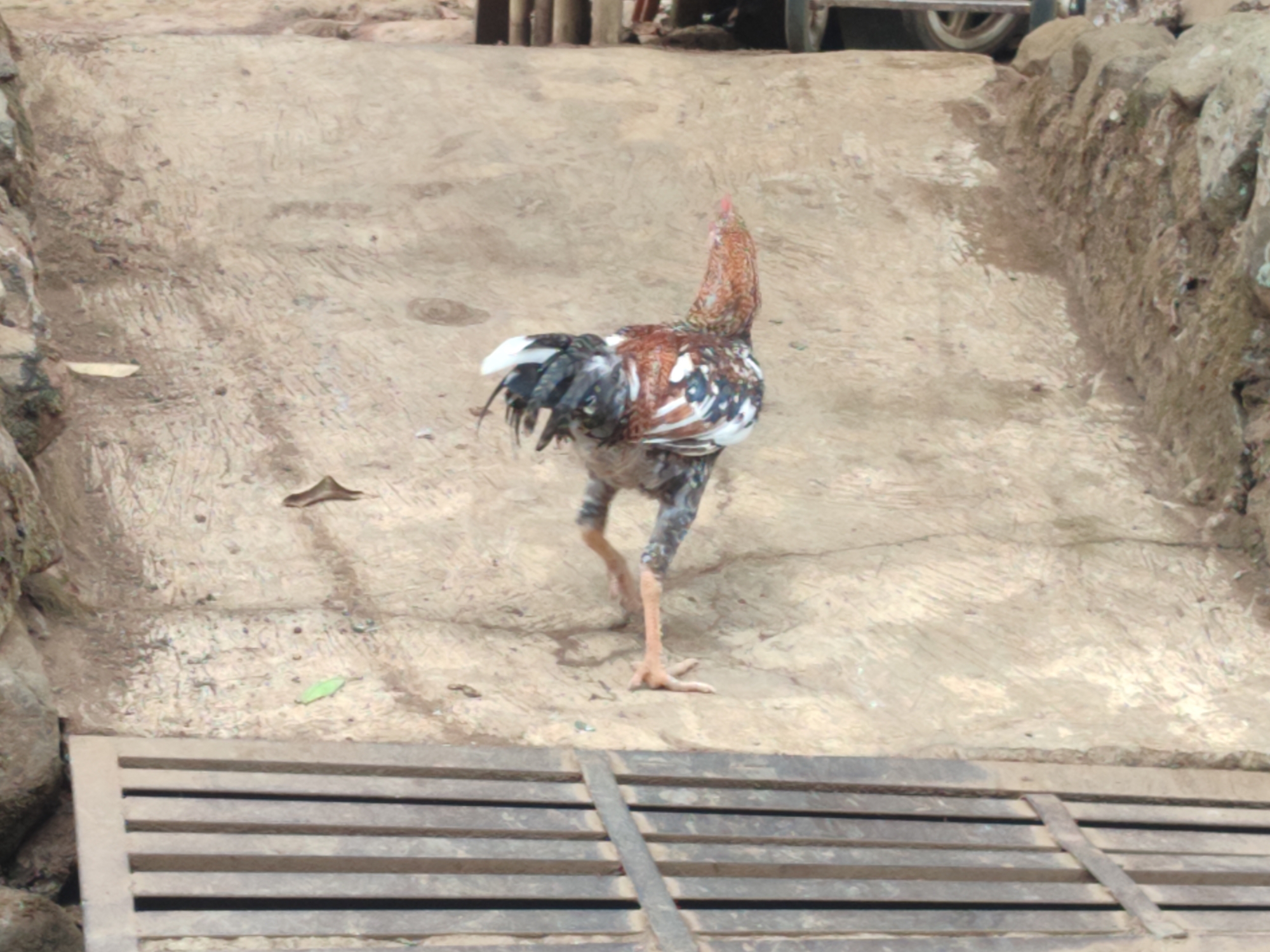 An adult rooster with brown, white, and black plumage stands on a textured concrete pathway. The rooster is facing away from the camera, with its head turned slightly to the left. Its tail feathers are fanned out and visible. To the right of the rooster, a rough stone wall runs along the edge of the pathway. In the foreground, a set of parallel wooden planks forms a barrier. The environment appears to be outdoors, possibly in a rural or semi-urban setting. There are no humans visible in the image. The lighting suggests it is daytime.