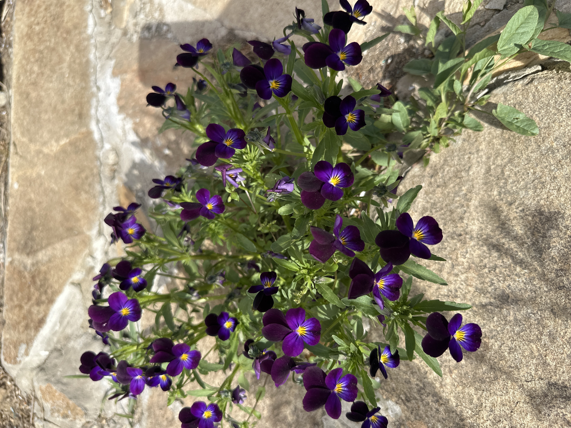 A close-up, high-angle shot shows a cluster of purple pansies with yellow centers growing between two concrete surfaces. The pansies fill the center of the frame, with green foliage interspersed among the flowers. The concrete surfaces, one on the left and one on the right, are slightly out of focus, suggesting a shallow depth of field. The overall lighting is bright, casting shadows and highlighting the textures of the flowers and the concrete. The location appears to be outdoors, likely a garden or urban space in an unknown city.