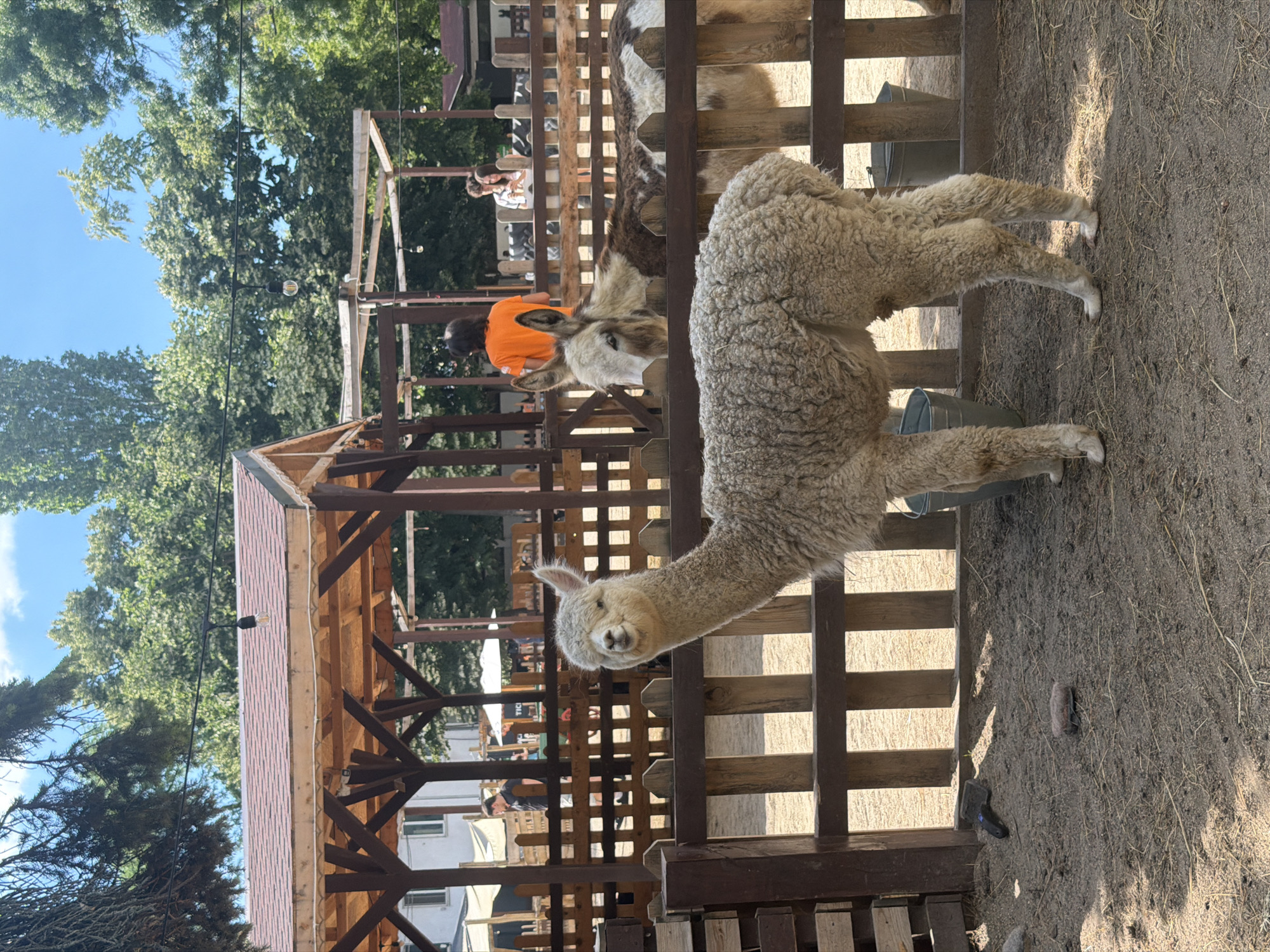 The image depicts an outdoor enclosure at what appears to be a zoo or animal park. In the foreground, a light-colored alpaca stands facing the camera, its head tilted slightly to the left, with its mouth open and appearing to smile. Behind the alpaca, a donkey with brown and white patches lies down, its head raised and looking towards the viewer. The enclosure is made of wooden fences and has a sandy ground covered with some straw. In the background, there is a covered wooden structure with a reddish-brown roof, presumably for shade or shelter for the animals and visitors. Several people are visible in the background, some standing near the structure and others walking in the distance, suggesting a public venue. The environment is characterized by green trees and a clear blue sky, indicating a sunny day. The overall scene is that of a relaxed, open-air animal exhibit. Based on its content, this image could potentially be from the Sofia Zoo in Sofia, Bulgaria, a popular destination for families and animal enthusiasts, which features various enclosures and open spaces with natural elements.