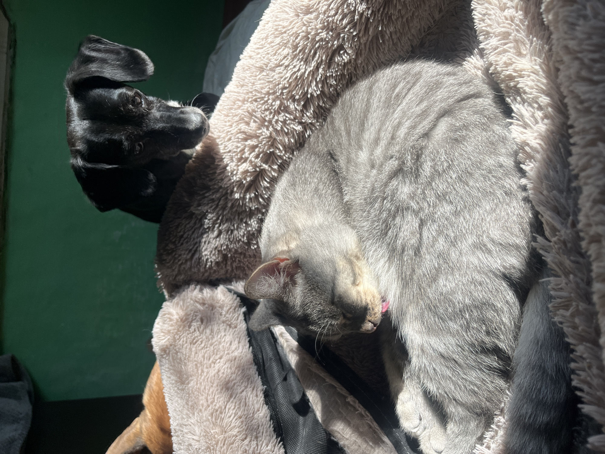 The image shows a domestic cat sleeping on a fluffy bed, with a black dog peering down at it from behind. The cat is curled up, with its tongue sticking out slightly, and is bathed in a patch of sunlight. The dog has its ears down and a thoughtful expression on its face. The background is a green wall. There is no indication that this image is located in Nizhny Tagil, Russia.