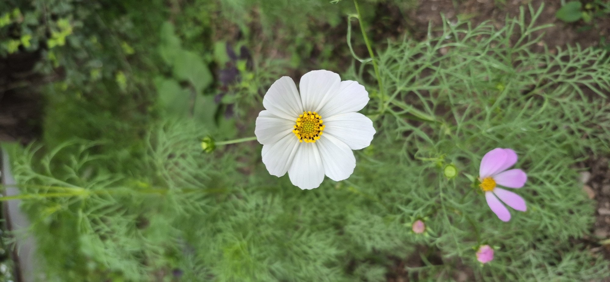 A close-up, vertical shot captures a white cosmos flower with a bright yellow center, its delicate petals fanning outwards against a backdrop of feathery green foliage. Below and to the left of the primary white bloom, a smaller, pale pink cosmos flower is visible, its petals slightly unfurled, with a similar yellow center. The background is a blur of lush green plants and a hint of dark soil, suggesting an outdoor garden setting. The scene is likely from Ussuriysk, Russia, given the context.