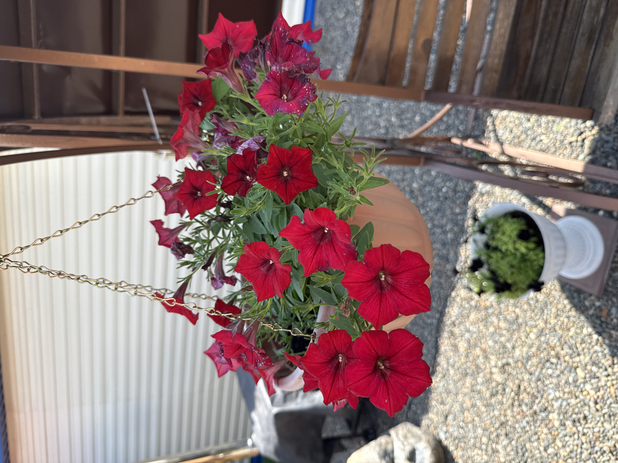 A bright, sunny day at an outdoor location, likely a garden or patio, in Krasnogorskoye, Russia, is captured in this photograph. The focal point is a hanging pot overflowing with vibrant red petunias. The pot itself is a pale terracotta color and hangs from a metal chain. The petunias are in full bloom, their trumpet-shaped petals a deep, rich red, with some showing signs of wilting or fading, indicating the progression of their bloom cycle. Green foliage serves as a backdrop to the flowers.
Behind the hanging planter, a portion of a dark brown wooden structure, possibly part of a gazebo or furniture, is visible. To the left, a white building with horizontal siding, resembling a mobile home or trailer, stands in the background. The ground is covered with small, grey pebbles, and a small, white decorative pot containing dark green foliage and some black accents is partially visible in the lower part of the frame. The overall impression is one of a well-maintained outdoor space, bathed in natural light. There are no people or animals visible in the image.