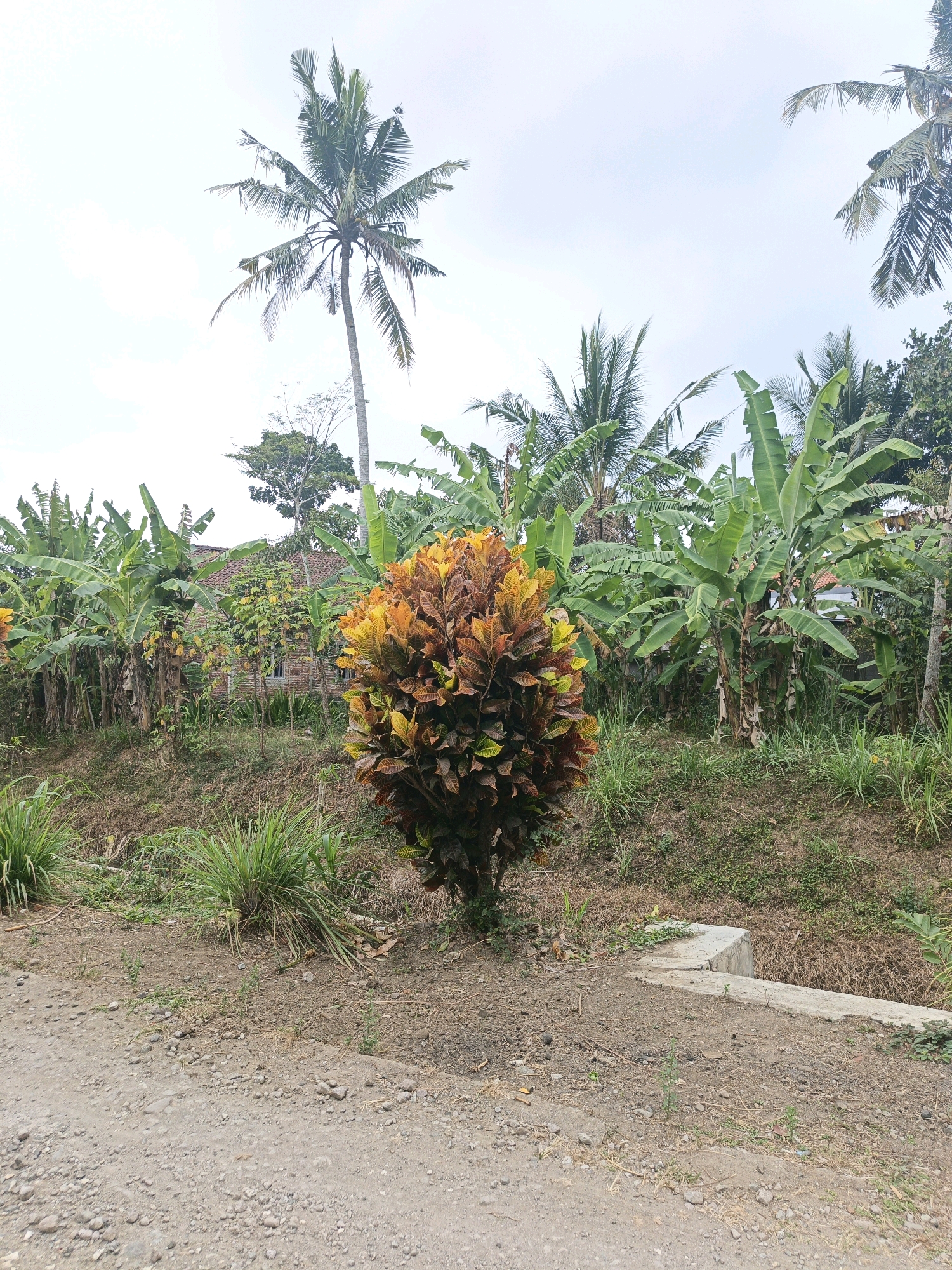 The image depicts a rural landscape in Sidomukti, Indonesia, characterized by lush vegetation. In the foreground, a dirt road is visible, with scattered rocks and dry grass. Adjacent to the road is a small concrete drainage structure. The midground is dominated by a cluster of banana trees, their large green leaves creating a dense canopy. Between the banana trees, a house with a tiled roof is partially visible, constructed from brick. A solitary plant with vibrant orange and brown foliage stands out in the center of the frame, in front of the banana trees. In the background, tall palm trees reach towards a bright, overcast sky. The scene conveys a sense of natural abundance and a typical rural setting.