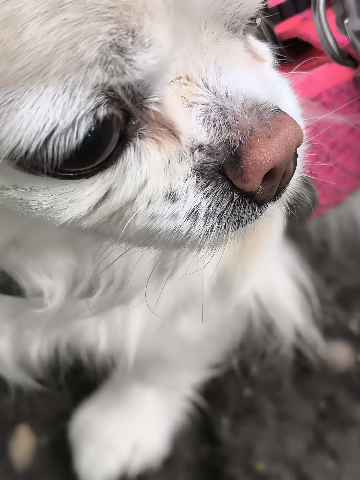 A close-up shot captures the snout and eye of a small white dog with long fur. The dog's nose is pink and textured, with a visible moist sheen. Its large, dark eye is partially visible, reflecting light. The fur around the eye and nose appears somewhat unkempt and contains some light speckling. In the background, a bright pink object, possibly a harness or accessory, is partially visible along with what appears to be a metallic strap or buckle. The ground beneath the dog is dark and textured, suggesting an outdoor setting. There is no information available to specify the location in Klaipėda, Lithuania.