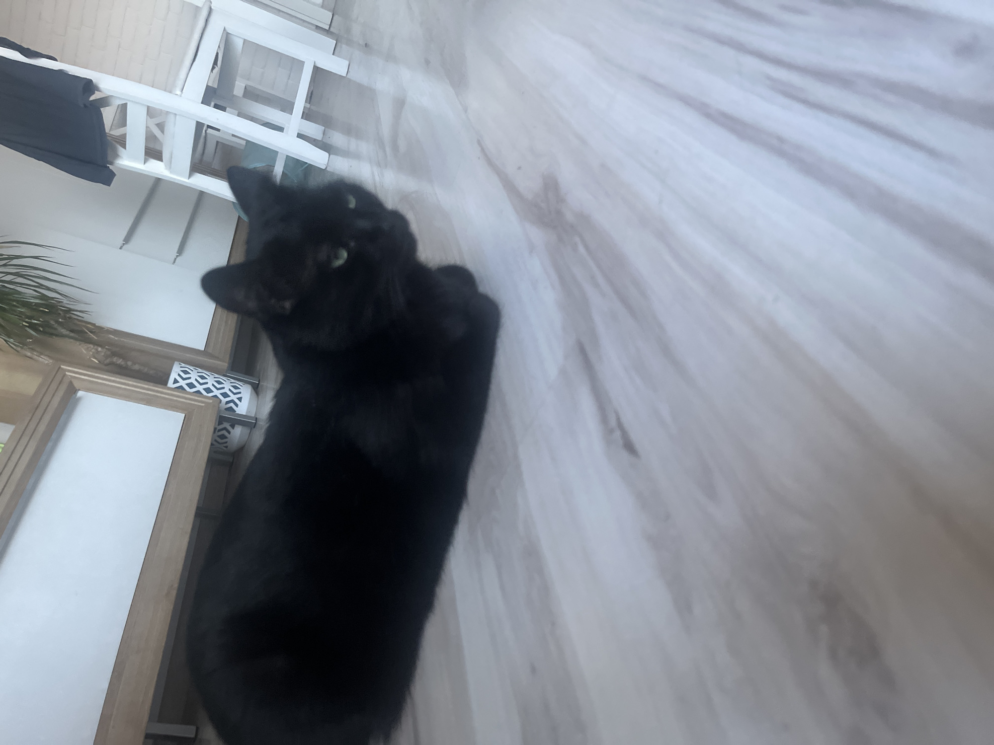 A black cat with green eyes is lying on a light-colored wooden floor. The cat is in the foreground, facing to the right with its body curled. In the background, there is a white wooden chair and a large mirror. A plant is visible behind the cat. The location is not specified as Zabrze, Poland.