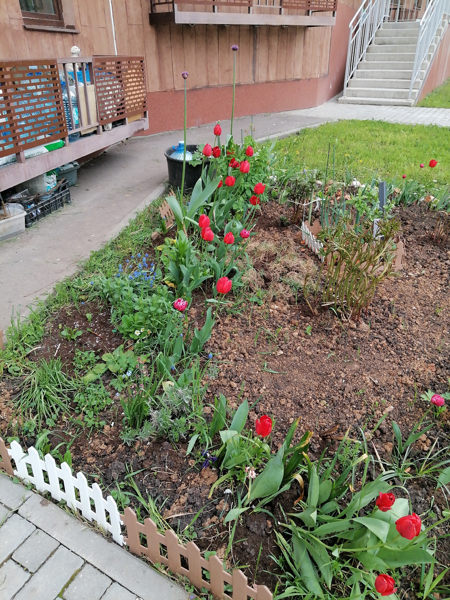 A street-level, daytime shot shows a garden plot in an unknown urban location. The garden is edged with a low, white and brown picket fence along a grey brick path. Inside the plot, red tulips are prominently displayed, interspersed with other greenery and emerging plants. The soil is dark and appears recently tilled. In the background, a building with brown brickwork and a small balcony with a brown lattice fence is visible. To the right, concrete stairs lead to an upper level, with a patch of green lawn between the stairs and the garden. A black container sits behind the tulips, near the building's base. The overall scene is a mix of cultivated garden elements and surrounding urban architecture.