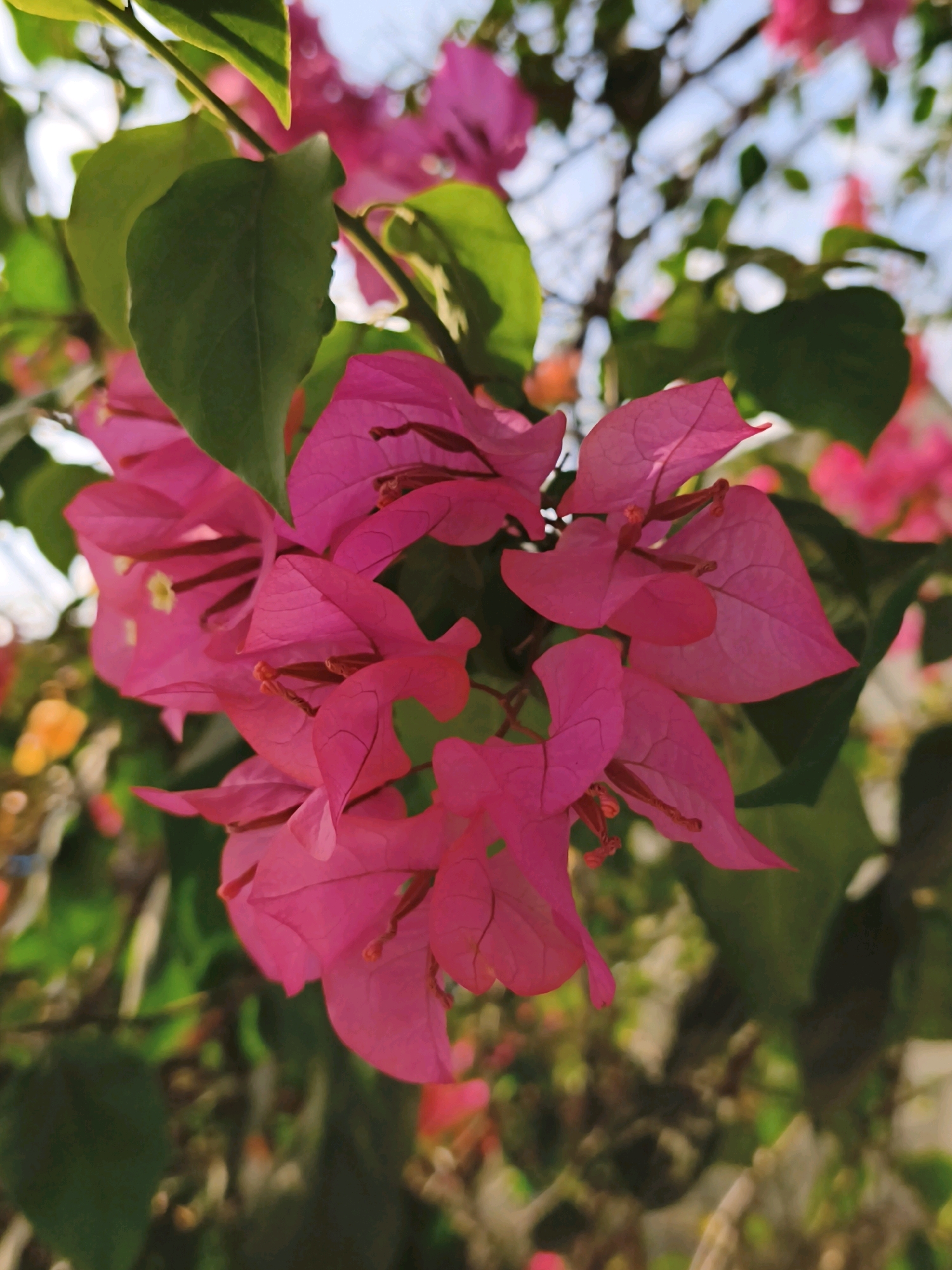 In the city of Cibuluh, Indonesia, a close-up, eye-level shot captures a cluster of vibrant pink bougainvillea flowers in bloom. The flowers, with their delicate, paper-like petals, are the primary focus, their bright hues contrasting with the surrounding greenery. Some of the flowers are partially obscured by the leaves of the bougainvillea plant, which are a deep green. The background is a blur of soft green foliage and hints of sunlight, suggesting an outdoor setting, likely a garden or park within Cibuluh. The image is taken in natural light, creating a soft, diffused illumination.