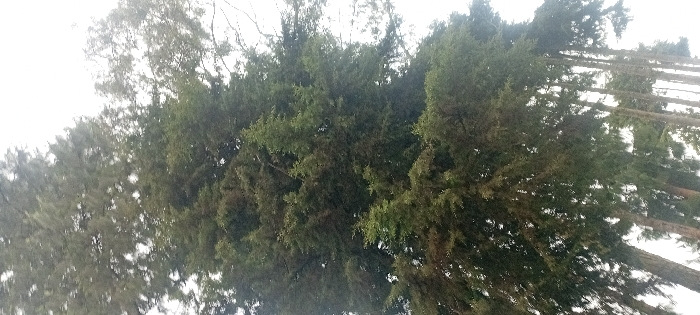 A low-angle shot captures a dense cluster of evergreen trees reaching upward. The trees are covered in dark green foliage. Light penetrates the canopy from above, creating a diffused, hazy effect. The trunks are partially visible, extending upwards toward the sky. The composition is angled, providing a unique perspective of the trees' height.