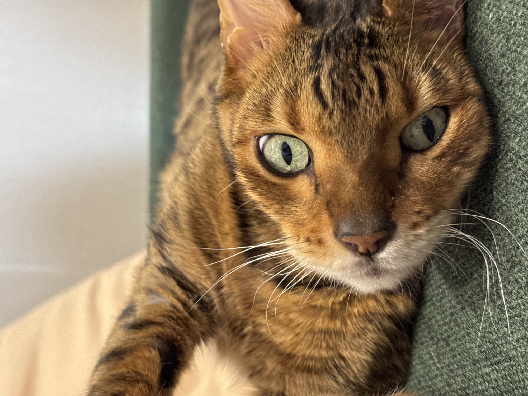This is a close-up, eye-level shot of a Bengal cat's face. The cat has striking green eyes with black pupils, and its fur is a mix of warm browns and black stripes, characteristic of the breed. Its whiskers are long and white, fanning out from its muzzle. The cat appears to be resting or relaxing, with its head tilted slightly and its gaze directed towards the viewer. The background is softly blurred, but appears to be indoors with a neutral-colored wall on the left and a textured green surface on the right, possibly upholstery or a blanket. The lighting suggests it is daytime, with soft light illuminating the cat's face. There is no visible text in the image. The cat's expression is calm and curious.