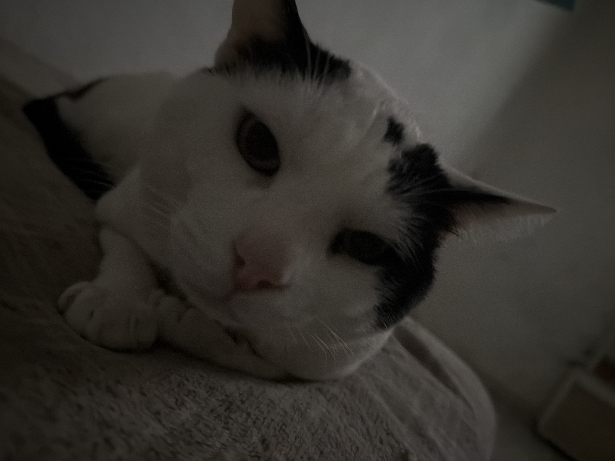 The image features a white and black cat lying on a soft, textured surface, possibly a bed or blanket. The cat is in a relaxed pose, with its paws crossed and its head resting on them. The cat's face is the main focal point, showing its eyes, nose, and whiskers. The lighting is dim, casting shadows and creating a subdued atmosphere. The background is blurry and indistinct, but hints of furniture suggest an indoor setting. There is no information suggesting that the photo was taken in Sant Martí Sarroca, Spain.