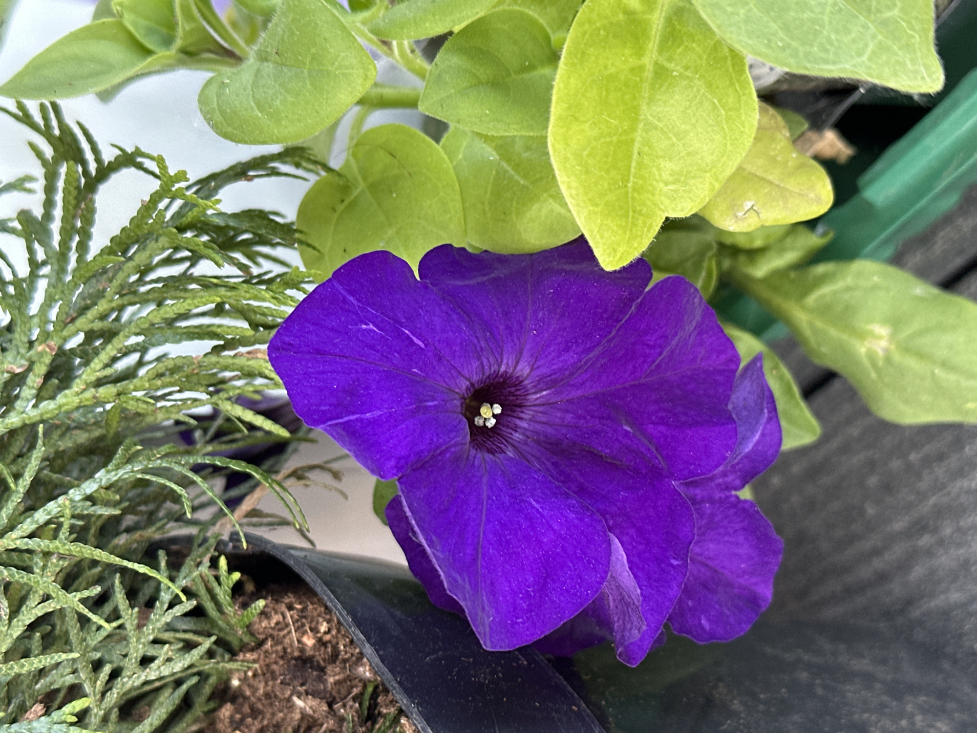 This close-up shot features a vibrant purple flower, likely a petunia, positioned prominently in the lower-center and right of the frame. The flower exhibits a classic bell shape with distinct veins visible on its petals, and a cluster of light-colored stamens in its dark purplish-black center.
Surrounding the flower are various types of green foliage. To the left, a dense mass of dark green, needle-like leaves, possibly from a conifer or similar evergreen shrub, extends upwards. Above and behind the purple flower, several broad, light-green leaves, consistent with petunia foliage, are visible, some appearing slightly fuzzy.
The plants appear to be in containers, with dark brown soil visible in a black plastic pot towards the bottom left. The edge of another black container is seen beneath the flower, and a green plastic edge is partially visible in the upper right background. The lighting is bright and natural, suggesting daytime. No specific human activity is depicted. The scene captures a tranquil moment of garden flora, common in various residential or planted settings, including those found in places like Веревское, Russia. There is no visible text in the image.
