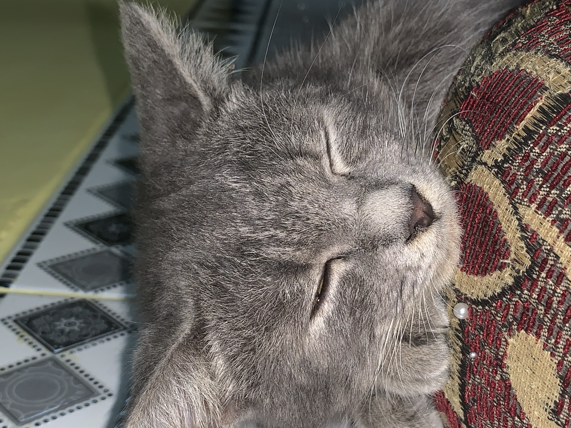 A close-up, eye-level shot captures a sleeping grey cat. The cat's head is resting on a patterned fabric cushion, primarily in red and tan with a diamond motif. Its eyes are closed, and its whiskers are visible. In the background, a wall with decorative square tiles and a yellow-green section is visible. There is no specific information to determine the location in the city of Jajag, Indonesia.