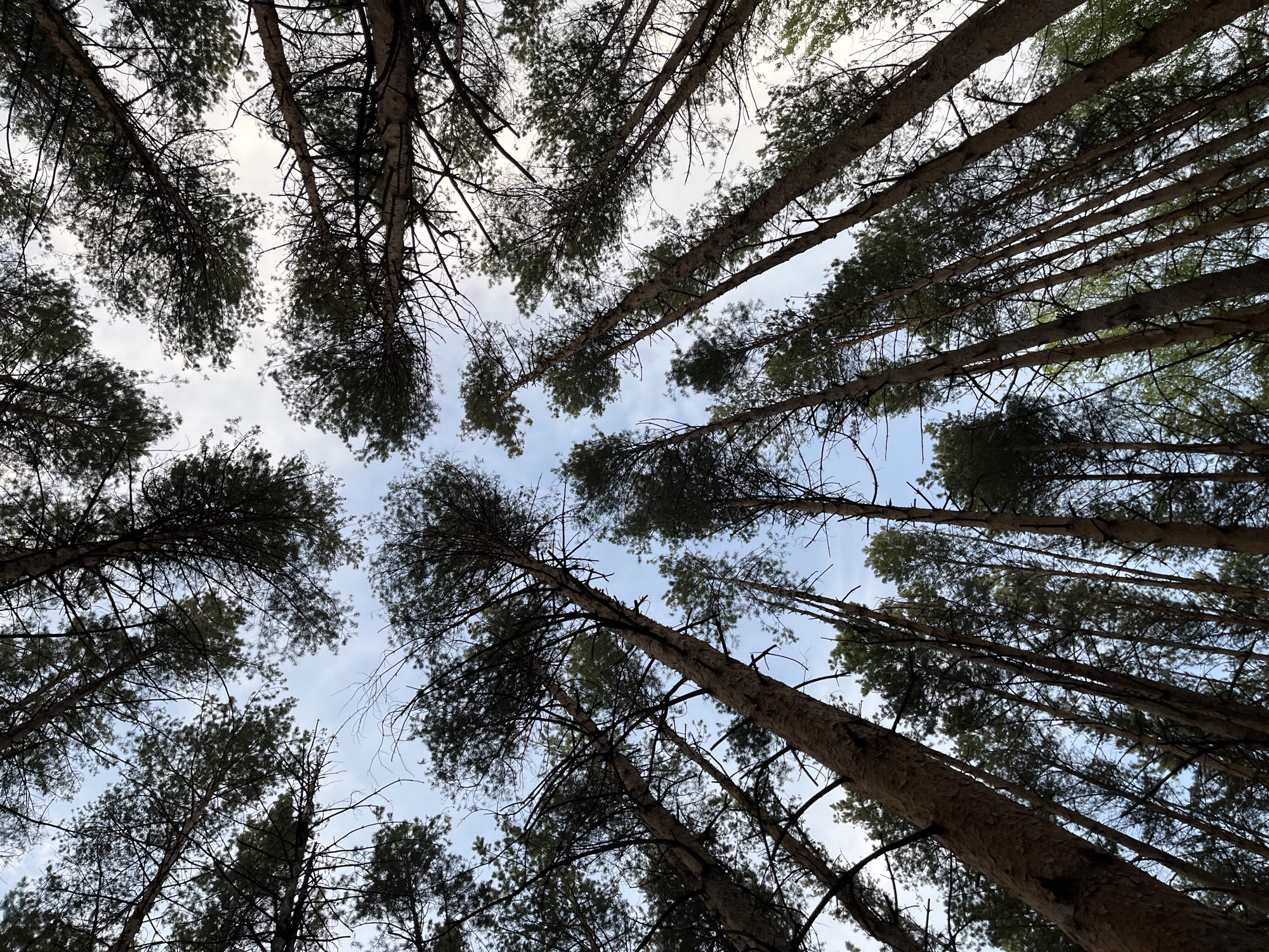 The image shows a view looking upwards through a dense forest canopy. The scene is composed of numerous tall, slender trees with dark-colored trunks and green foliage. The trees are densely packed together, and their branches intertwine to create a thick network of leaves that partially obscure the sky above. The sky is visible through the gaps in the canopy, revealing a pale blue color with some white clouds. The overall impression is one of a tranquil forest environment, captured from a low-angle perspective. The location is Chaikovsky, Russia.