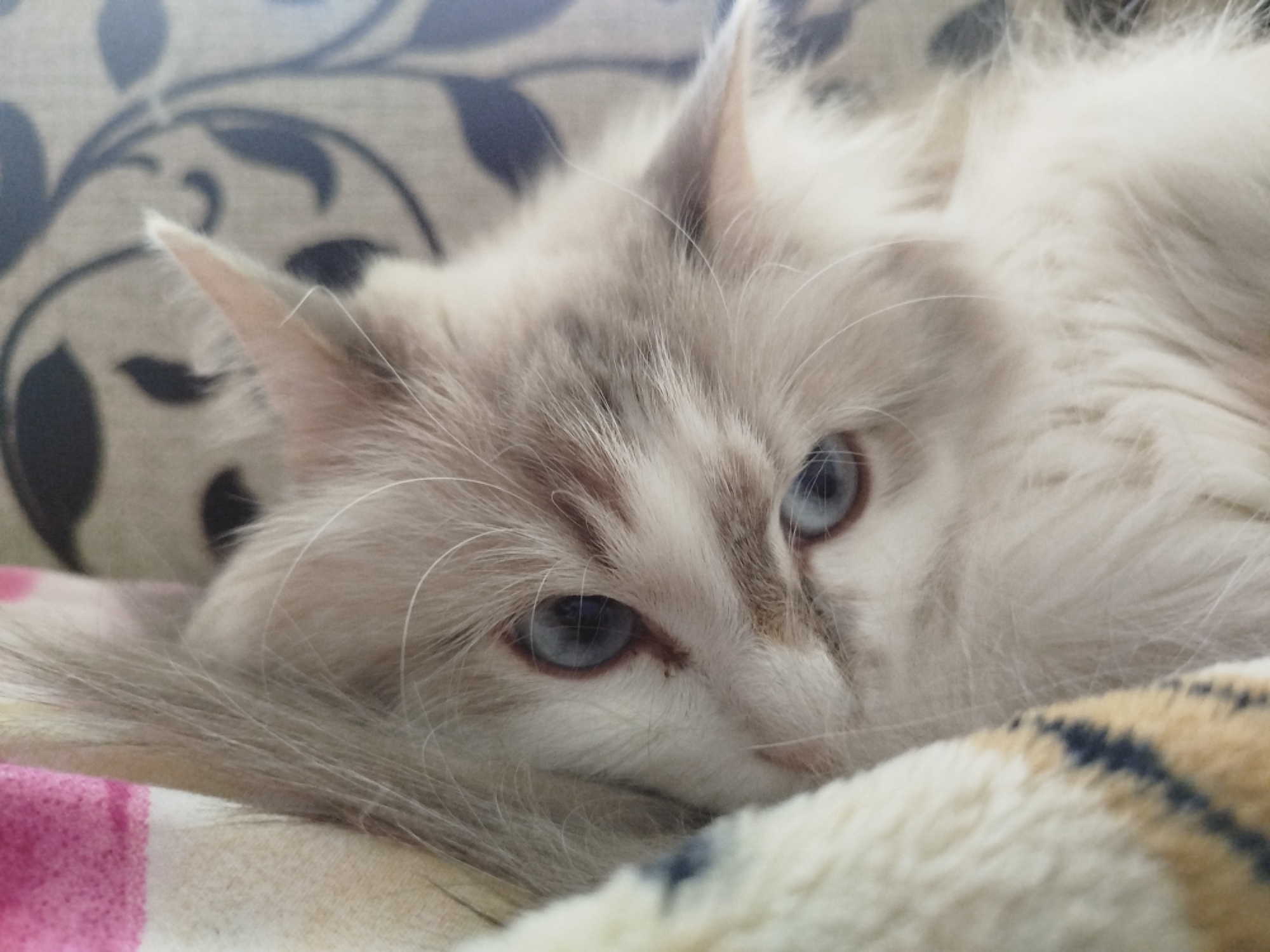 A close-up shot depicts a light-colored cat with blue eyes resting on a patterned surface. The cat's fur appears soft and fluffy, with hints of grey and white. Part of a pillow or blanket with pink, tan, and possibly blue stripes is visible. Another textured blanket or cushion with a fur-like appearance rests in the foreground. The background features a pattern of dark blue floral designs on a light background.