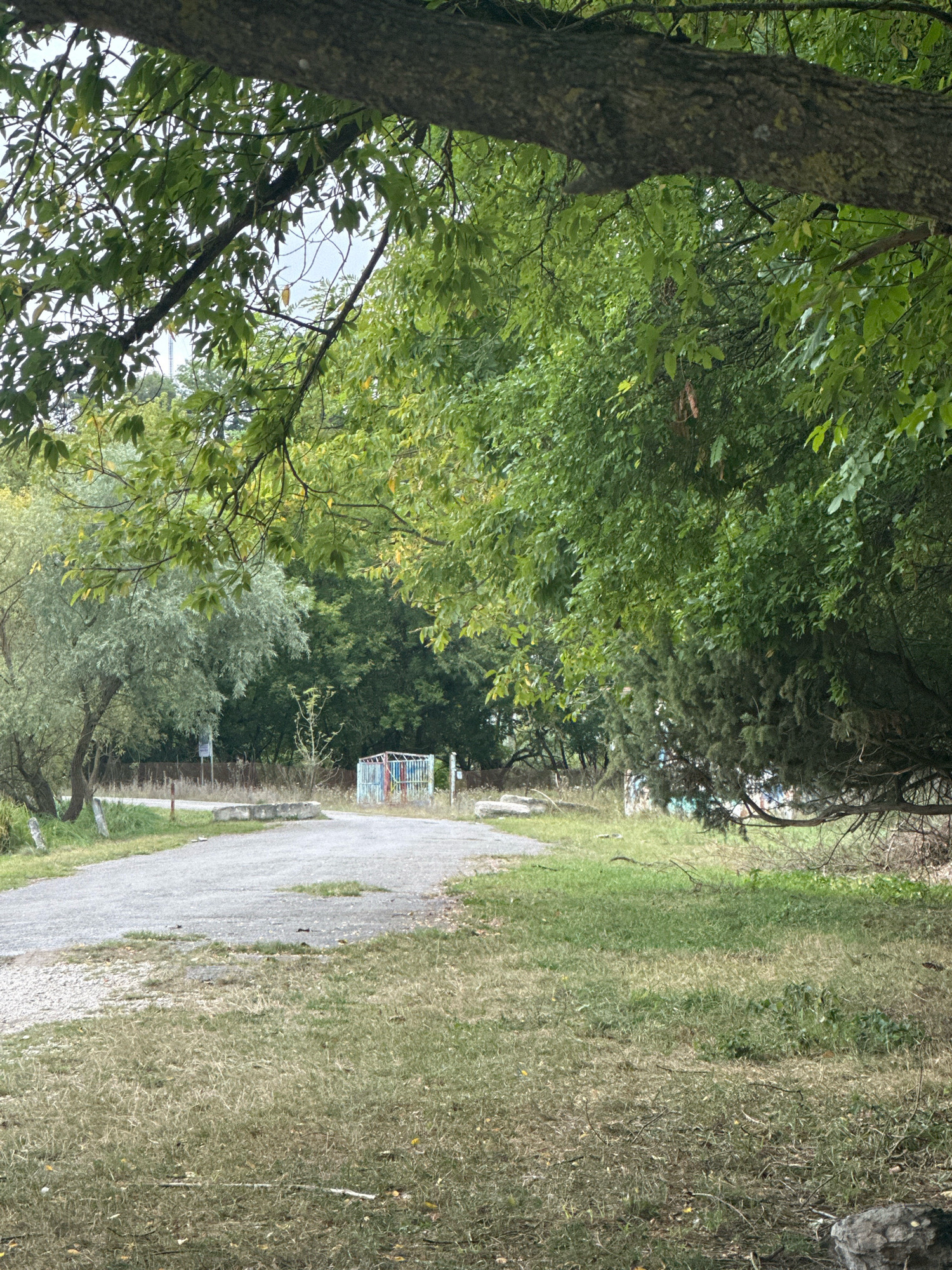The image depicts an outdoor scene at what is identified as Makiv, Ukraine. In the foreground, a worn, gray asphalt path curves into the distance, bordered by dry, patchy grass on the right and a more overgrown, grassy area on the left. Overhead, the thick, rough bark of a large tree branch extends across the top of the frame, casting dappled shade with its green leaves.
Further into the scene, the path appears to lead towards a clearing. On the left side of the path, a slender tree with silvery-green foliage stands tall. A metal fence, partially obscured by vegetation, runs along the background. Near the right side of the path, a small, brightly colored structure, possibly a play area or decorative installation, with a red, yellow, blue, and green striped pattern, is visible. The overall environment suggests a park or a rural setting with signs of some public amenities. The lighting indicates an overcast or shaded day.