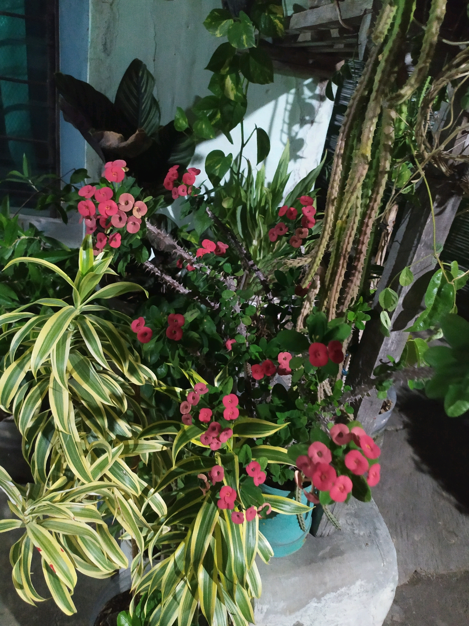 The image shows a collection of potted plants in an outdoor setting, possibly a garden or courtyard, located in Glagahwangi, Indonesia. In the foreground, a variegated plant with long, sword-shaped leaves striped in green and yellow is prominent. Behind it and to the right, a cluster of flowering plants with small, bright red-pink bracts and thorny stems is visible. Further to the right, a tall, segmented cactus-like plant with prominent thorns stands vertically. Various other green foliage and parts of wooden structures are present in the background, along with a light-colored wall and a hint of a window. The lighting suggests it may be dusk or evening. No people are visible in the image.