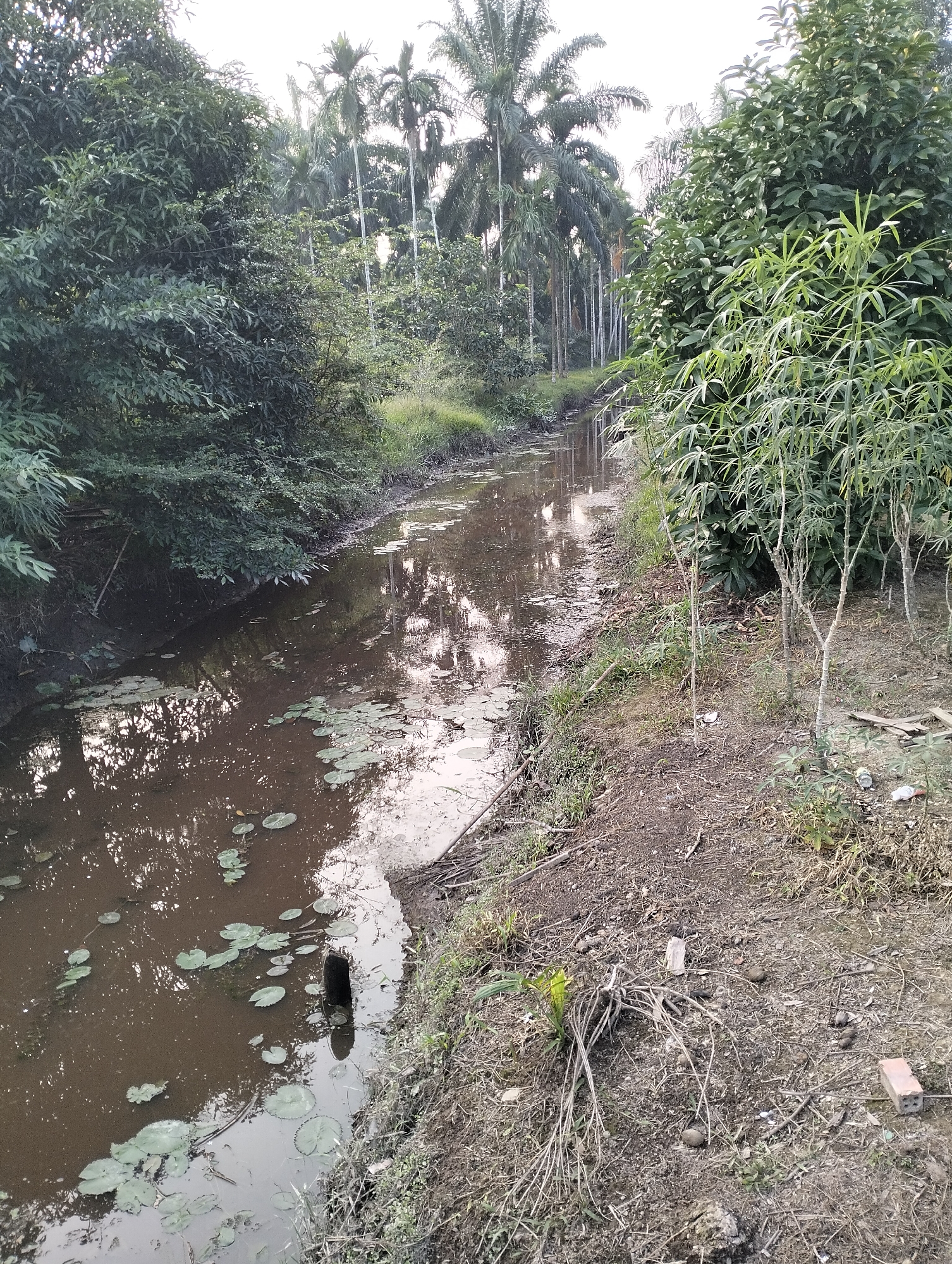 This image depicts a narrow, brown-water canal flanked by lush vegetation on both sides. On the left, dense green trees and foliage overhang the water's edge. On the right, a drier, dirt embankment is covered in sparse grass and fallen leaves, with several young, spindly trees growing there. In the distance, a line of tall palm trees extends into the background. The canal itself has a murky surface with scattered lily pads. The overall impression is a natural, somewhat unkempt environment, likely a rural or semi-rural area. The setting is consistent with the landscape found in Mandala Jaya, Indonesia, characterized by its tropical flora and waterways. No people are visible in the image.