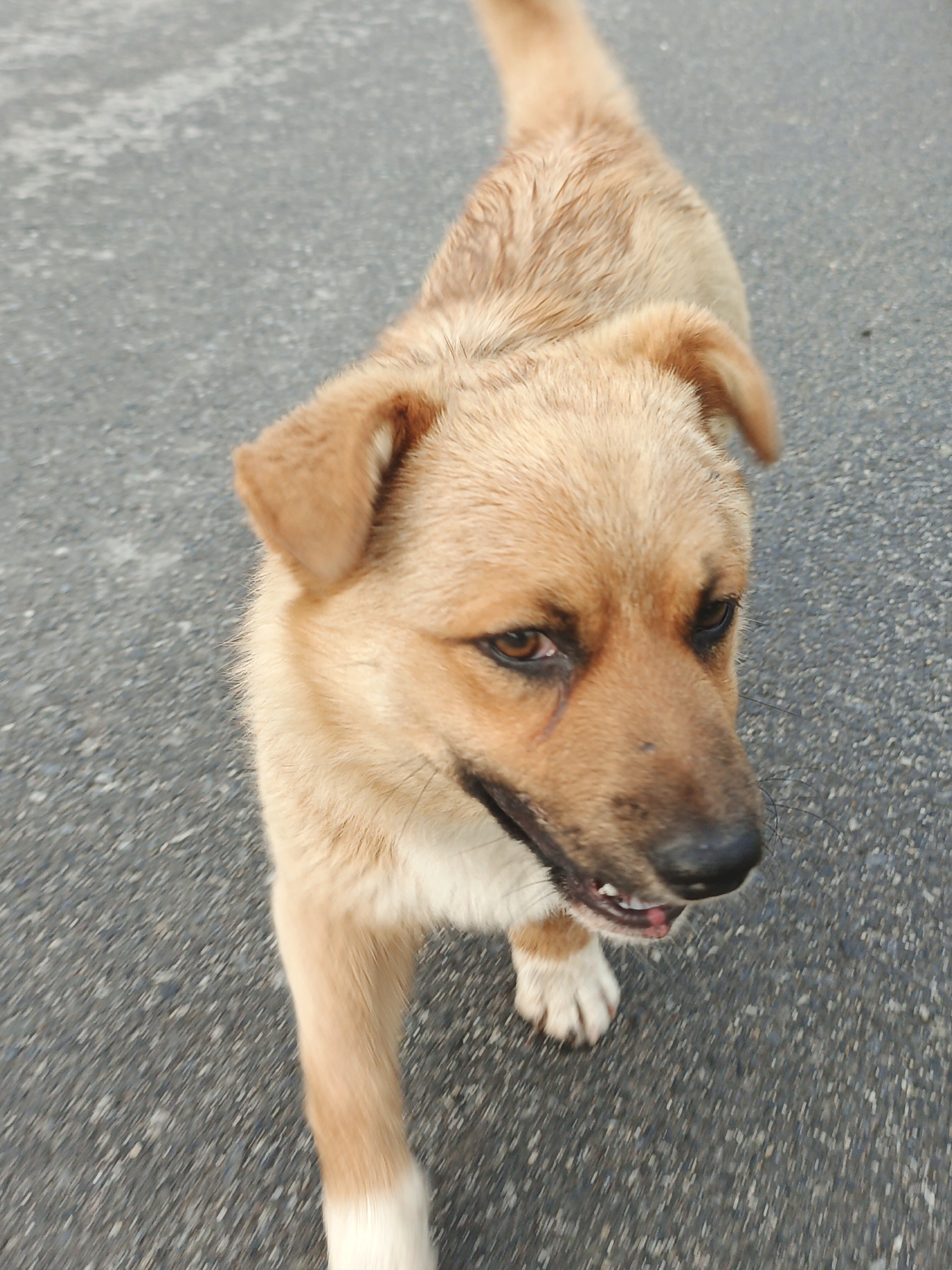 A light brown dog with dark markings around its eyes is walking on an asphalt surface in Medvedyovka, Russia. The dog is angled towards the camera, with its head turned to the left. Its mouth is slightly open, revealing its teeth and tongue. The dog has short fur and its tail is held up. The background is an out-of-focus gray asphalt ground, suggesting it is outdoors. The lighting indicates it is daytime.