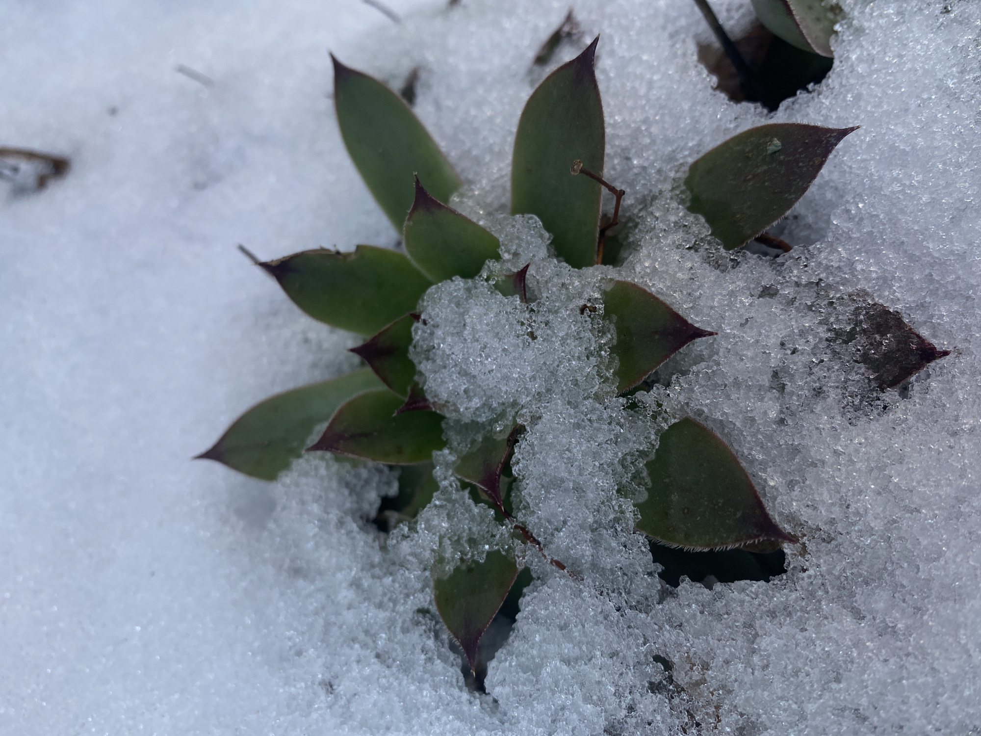 A green succulent plant with reddish-purple tips is partially covered in melting snow. The surrounding area is also covered in snow. The location is likely in or around Ольховка, Russia. There are no people visible.