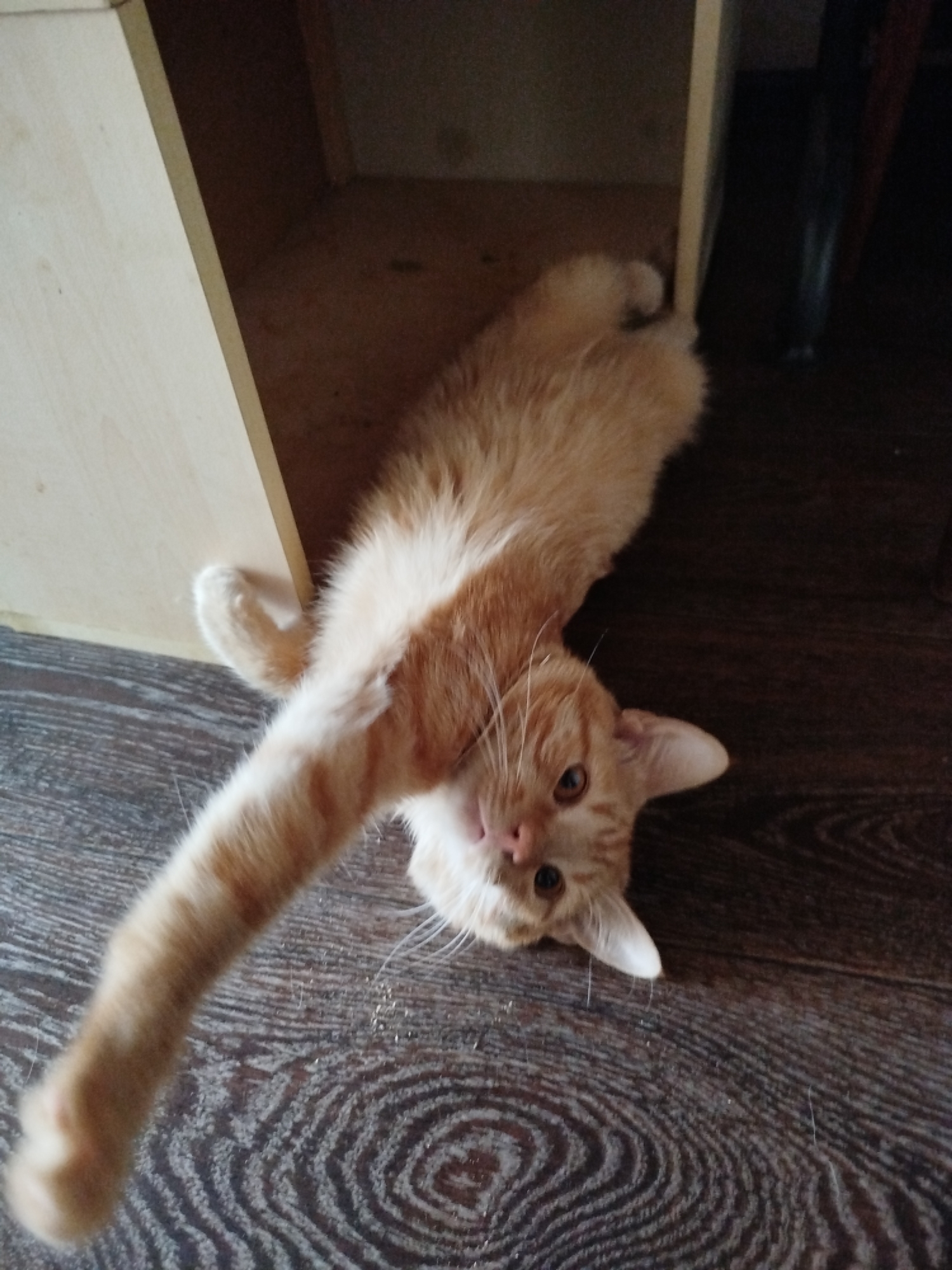 An orange tabby cat is lying on its back on a dark wood floor, next to a light-colored wooden structure. The cat's body is stretched out, with its tail curled. Its head is tilted back, and its eyes are open, looking up at the camera. The cat appears to be relaxed and playful. The environment is indoors, with a wooden floor and a wooden shelf. The lighting is dim, suggesting it may be nighttime or a poorly lit room.