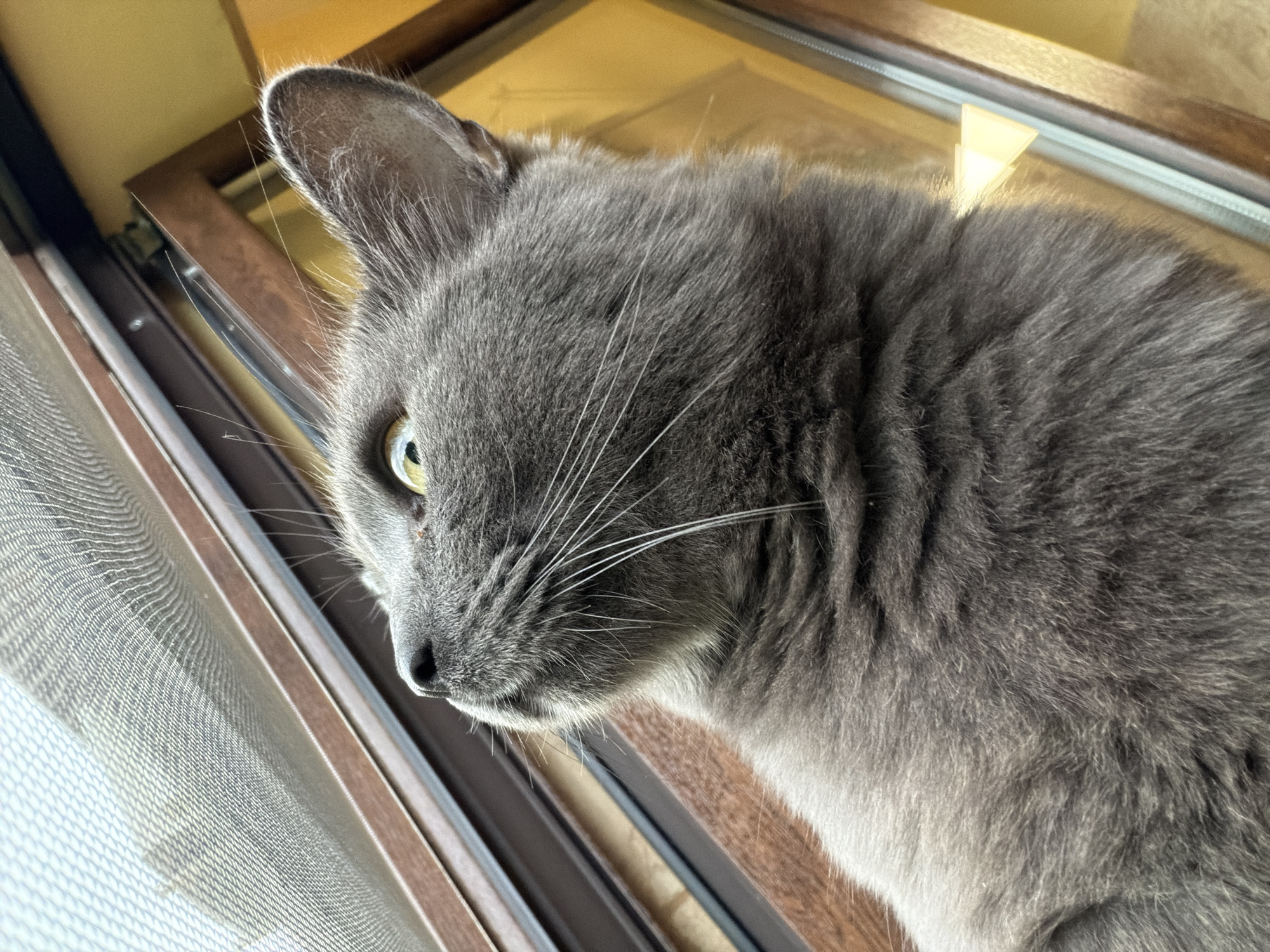 An indoor, eye-level, close-up, profile shot shows a grey cat looking upwards. The cat's fur is thick and dark grey, with lighter grey whiskers fanning out from its nose. The cat's eye is a bright yellow-green. The background consists of a window with a screen, and a wooden frame. The scene is lit with natural light, casting shadows and highlighting the texture of the cat's fur. The location is the city of Orehovitsa, Bulgaria.