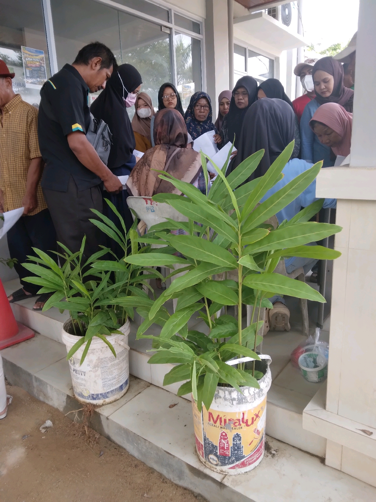 The image captures an outdoor scene in what appears to be a public area, possibly in front of a building with glass doors and windows, located in Batam, Indonesia. A diverse group of people, predominantly women wearing hijabs, are gathered. They are standing around and looking at something, with some holding papers. In the foreground, two large potted plants with vibrant green leaves are prominently displayed in repurposed buckets. One bucket has the label "Mirilux Alkali Wall Sealer" visible. The ground surface consists of concrete steps and sandy soil, with a red traffic cone visible to the left. The overall atmosphere suggests a public gathering or event, possibly related to community outreach or education, given the presence of educational posters on the building's windows and the distribution of papers among the individuals.